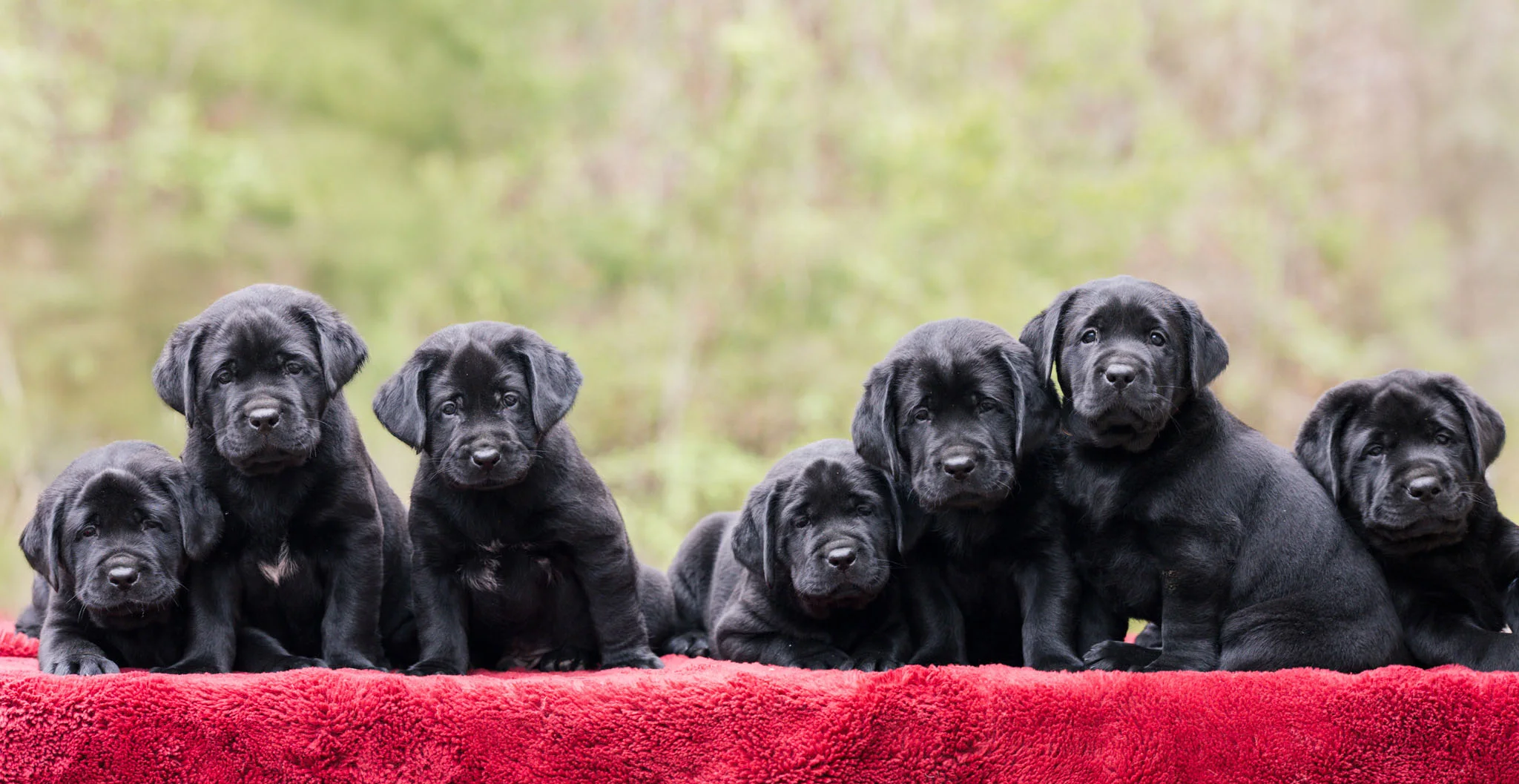 A litter of black English Labrador puppies together on a red blanket