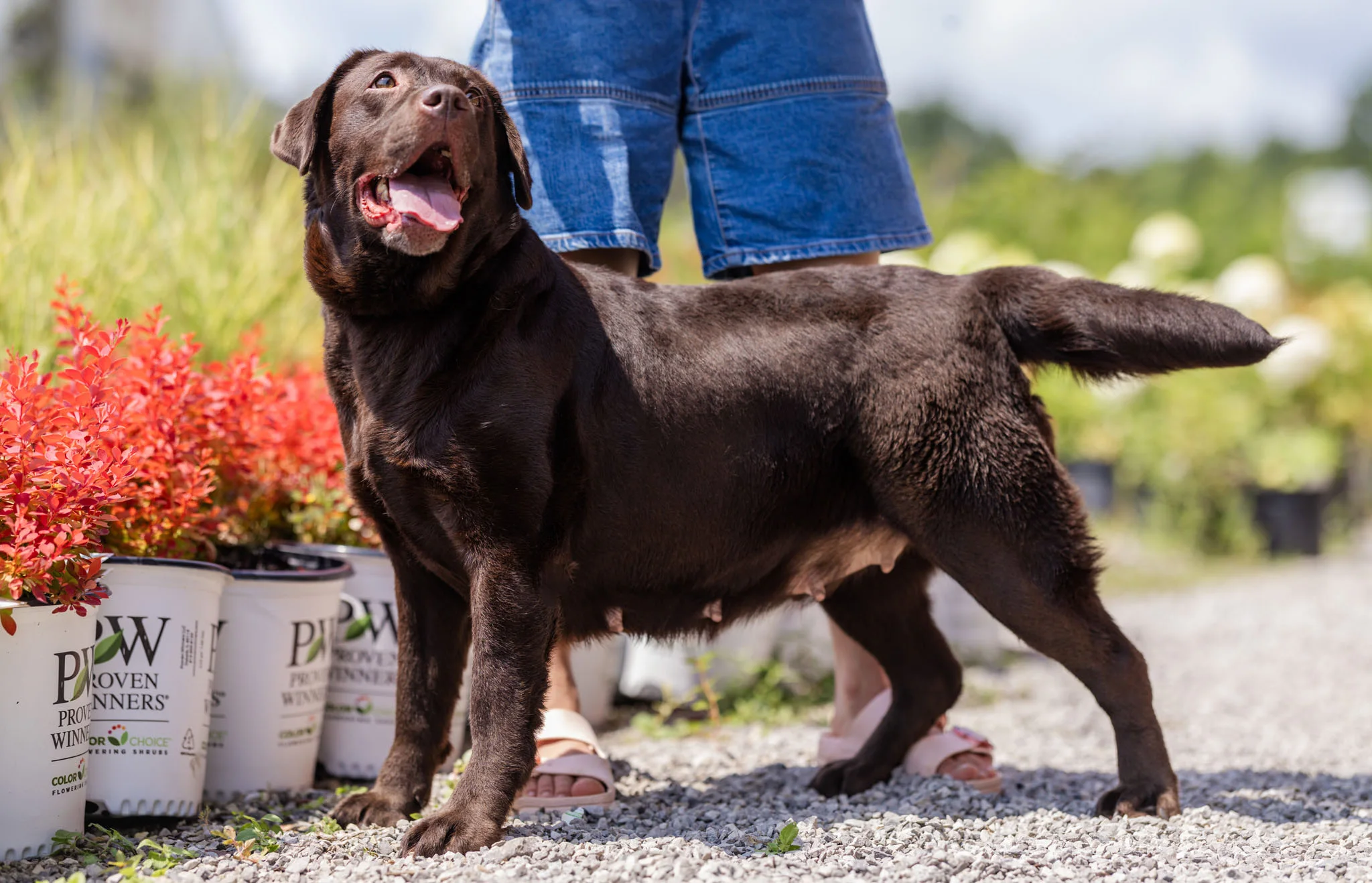 Addy, Chocolate · Import from Kazakhstan