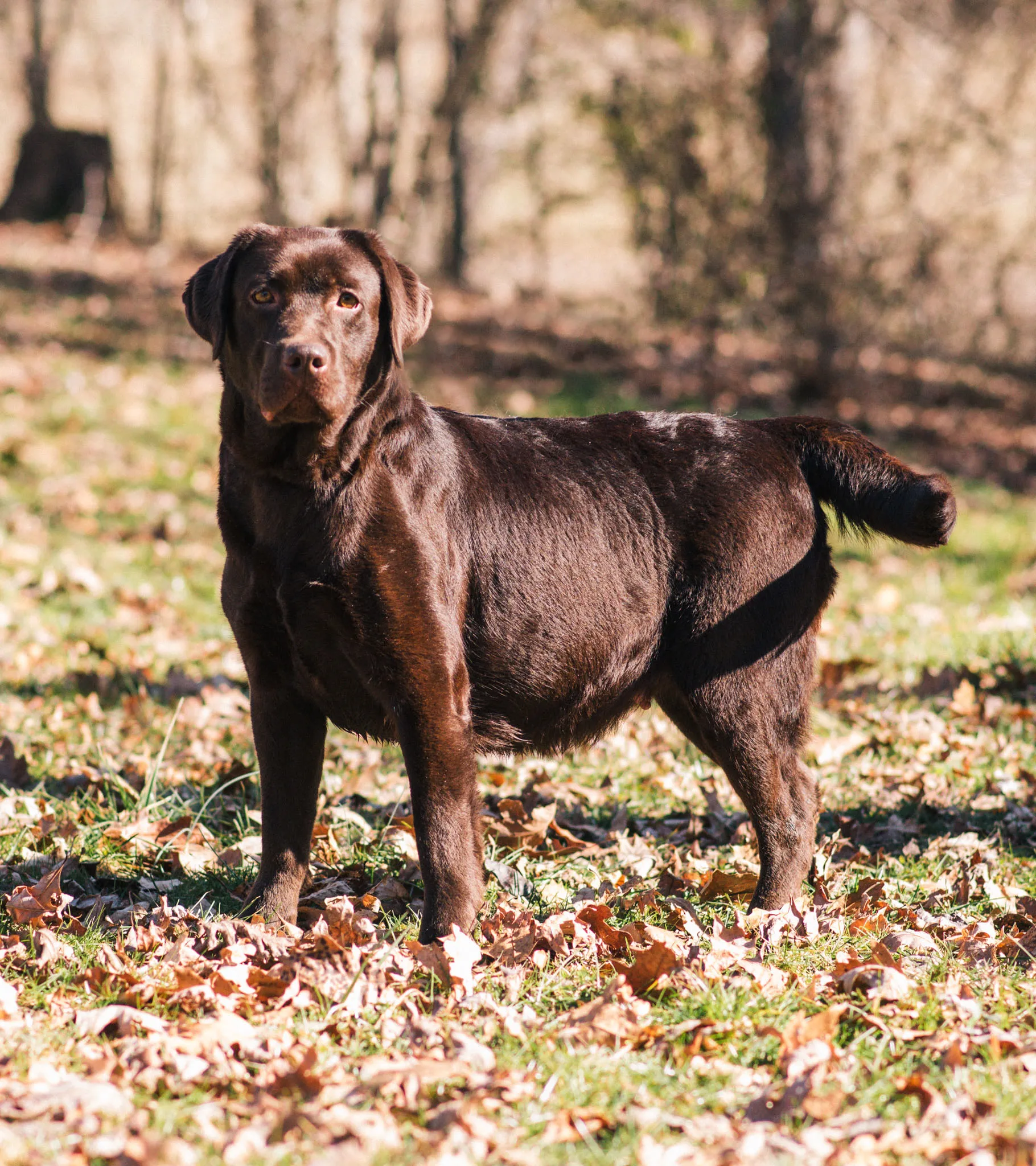 Addy, Chocolate · Kazakhstan Lines