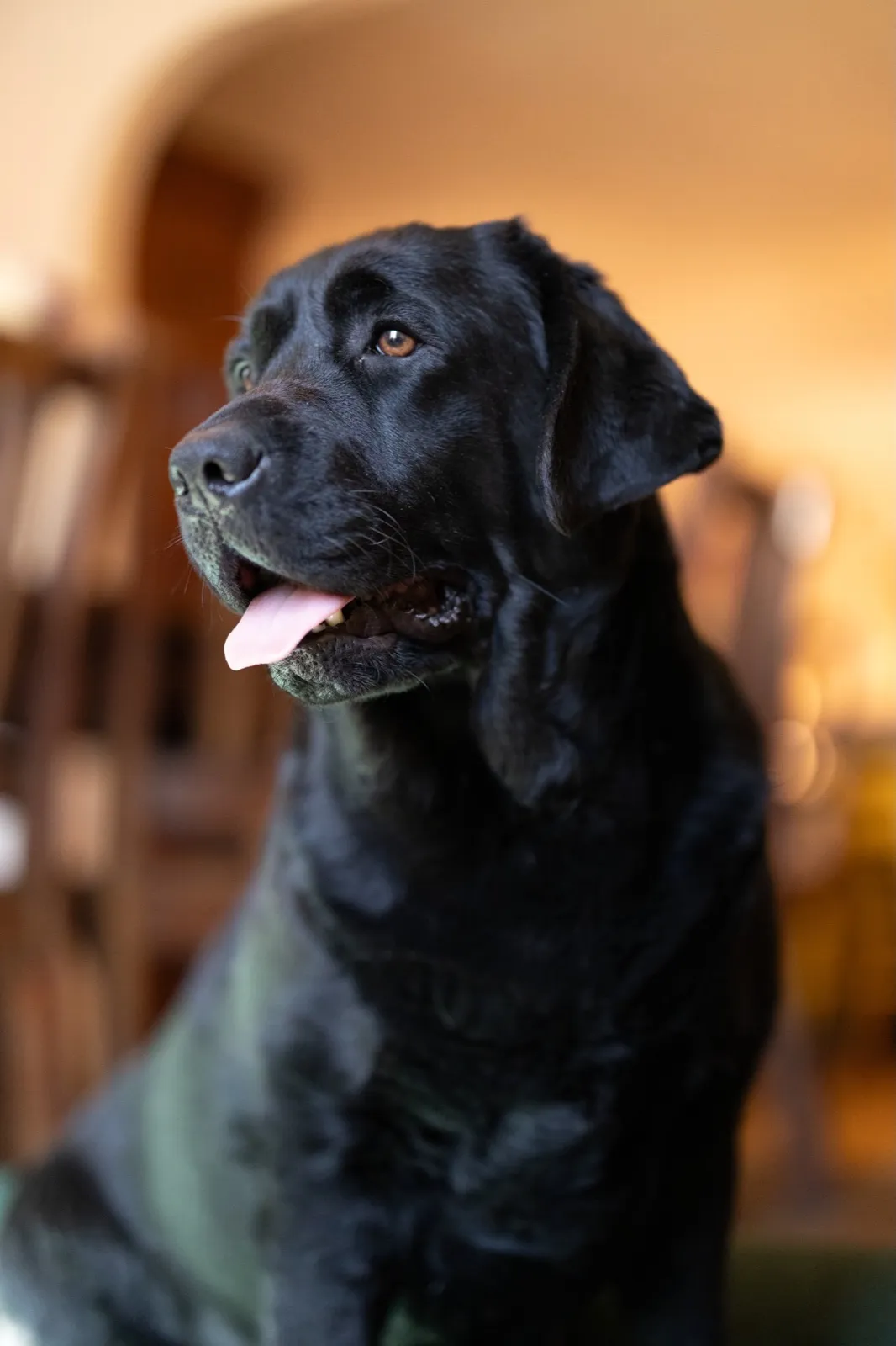Alice, a black English Labrador, resting indoors with her tongue out