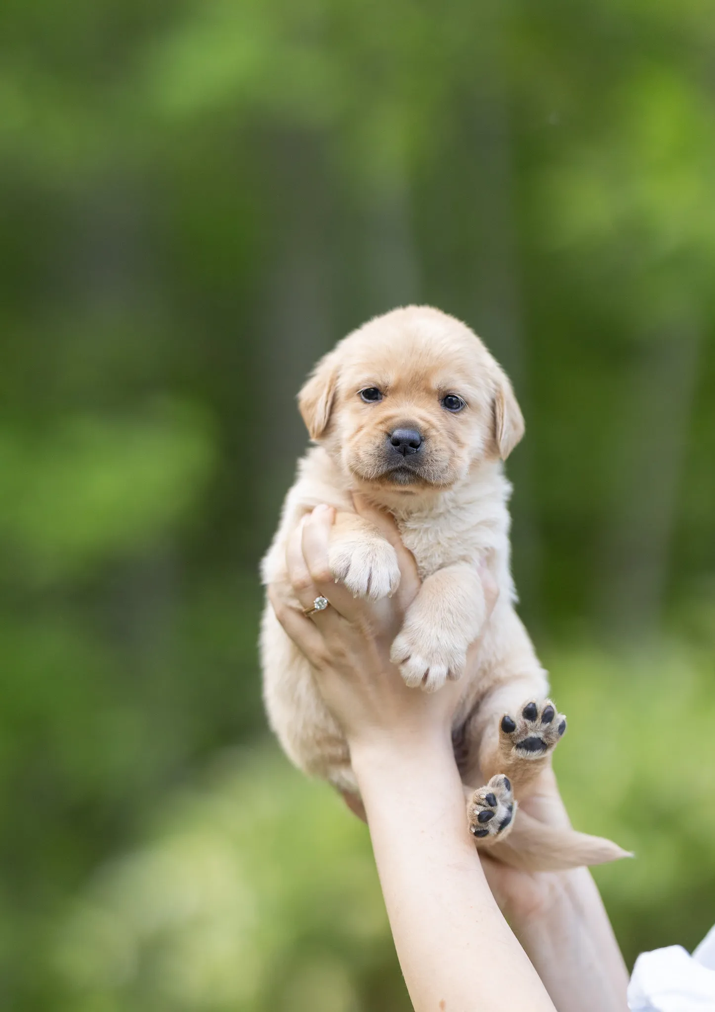 Dior & Rain litter — English Labrador puppy photo 1