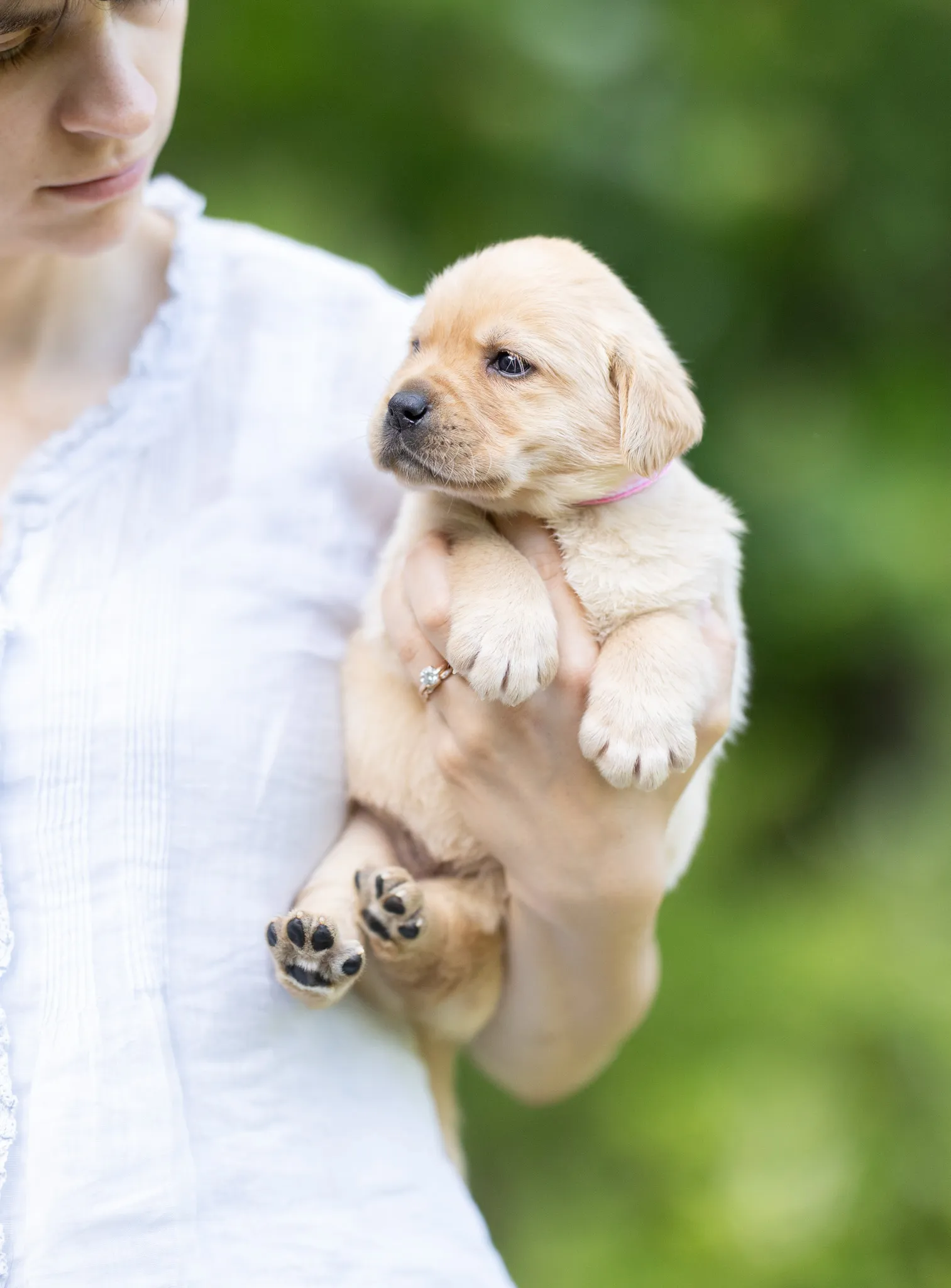 Dior & Rain litter — English Labrador puppy photo 2