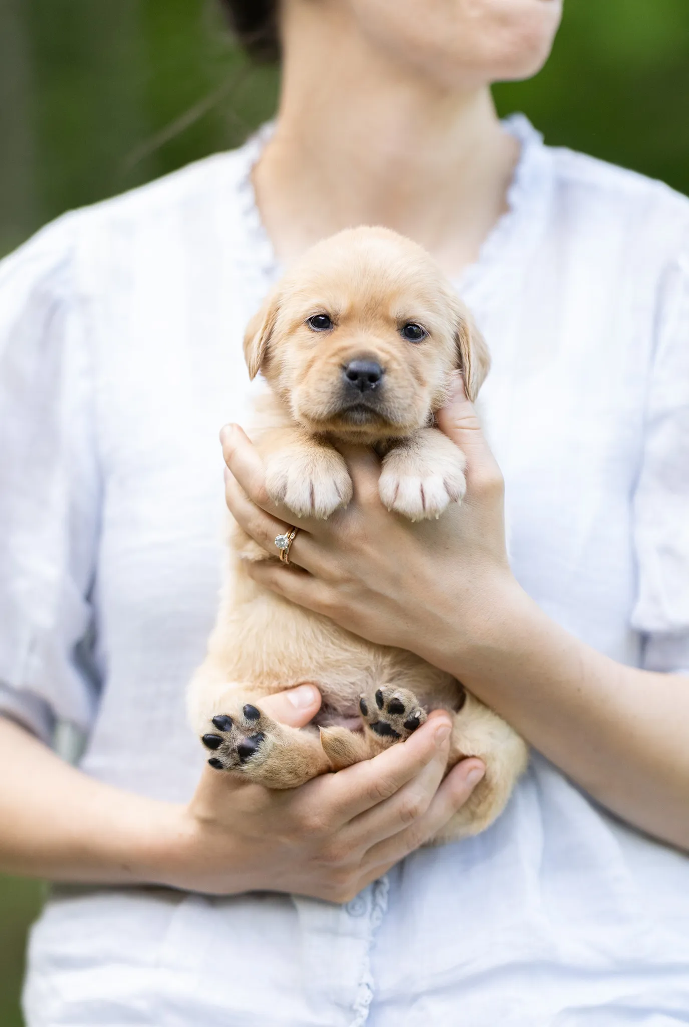 Dior & Rain litter — English Labrador puppy photo 3