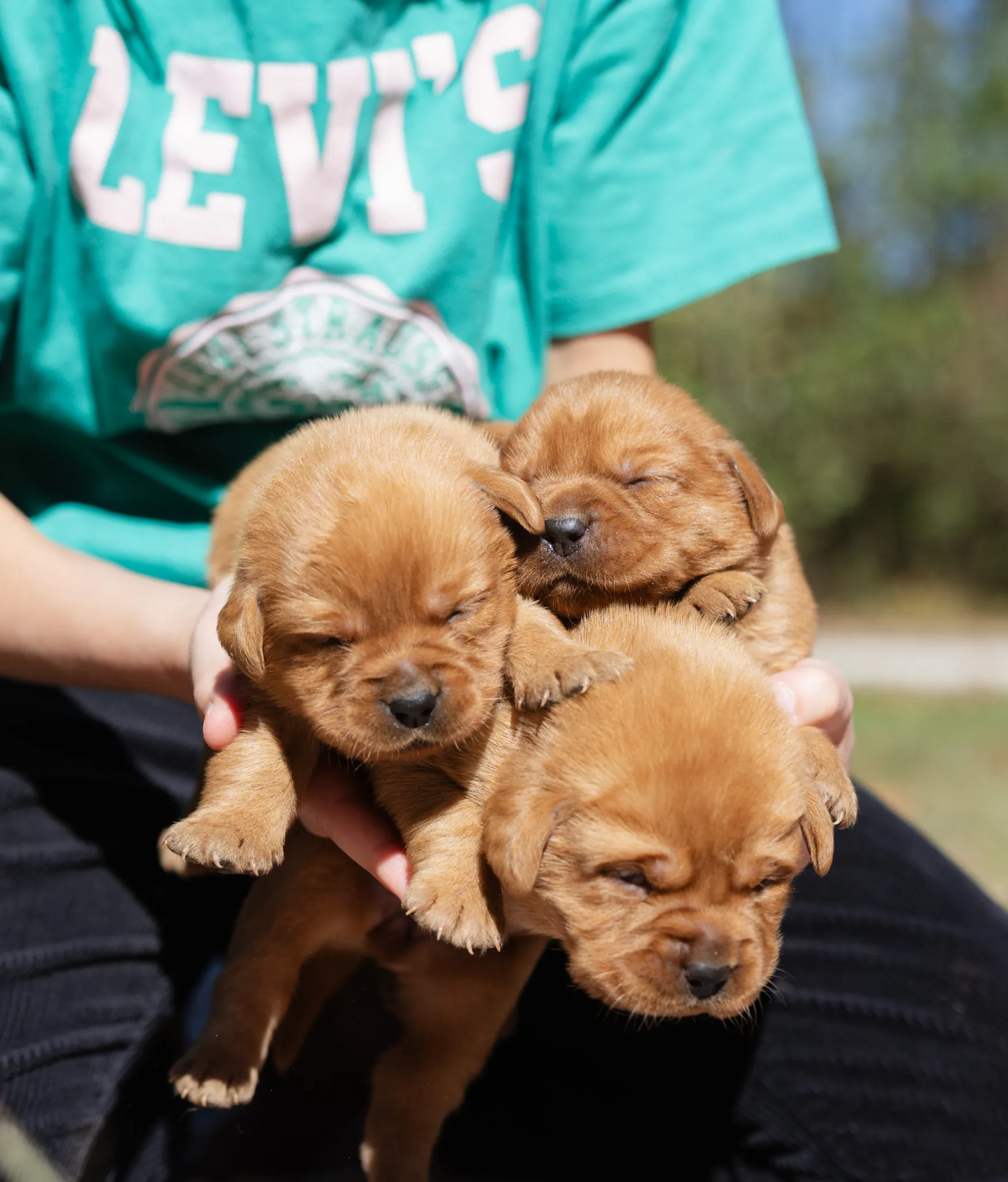 Andala & Ferrari litter — English Labrador puppy photo 1