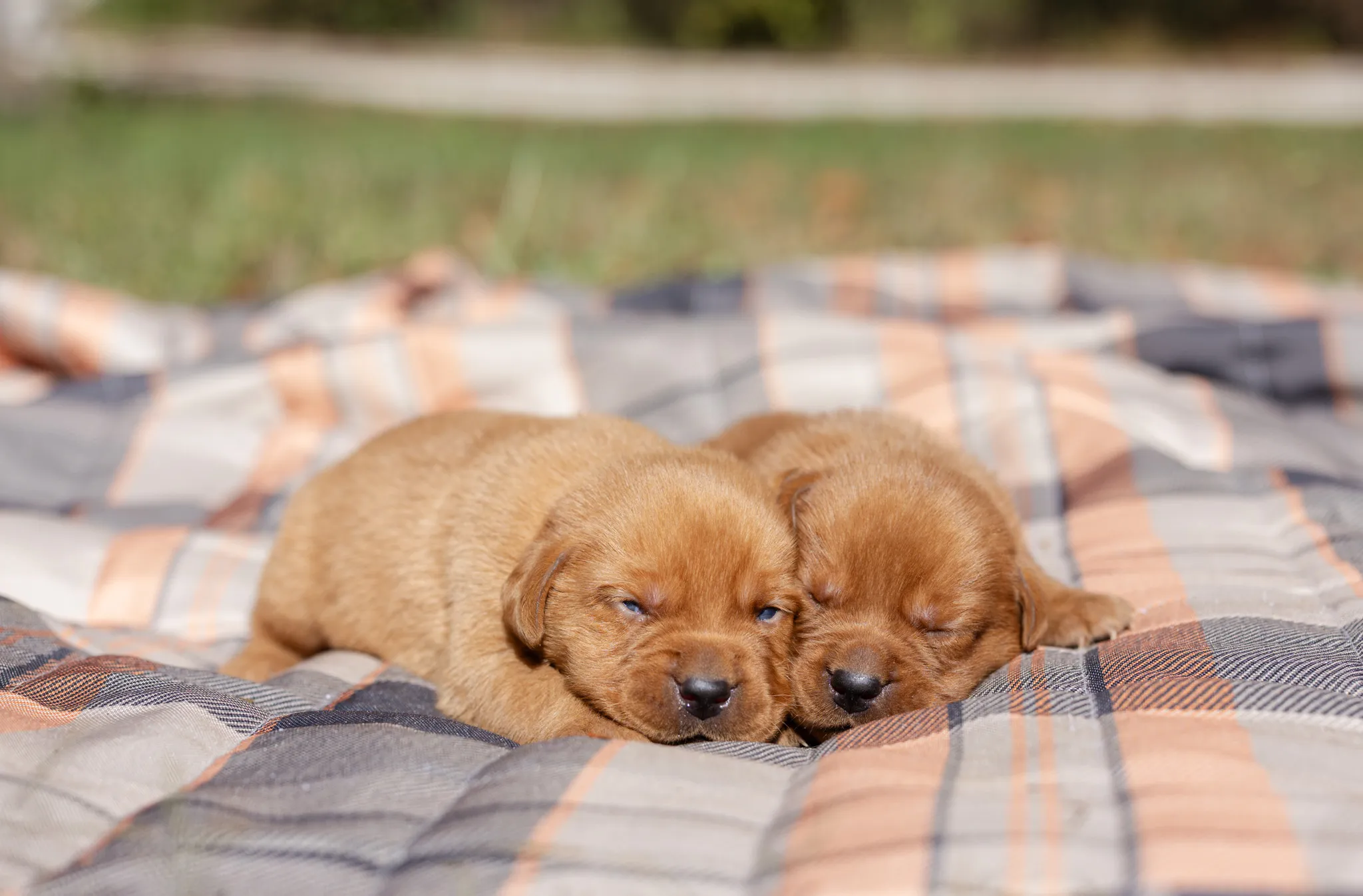 Andala & Ferrari litter — English Labrador puppy photo 2