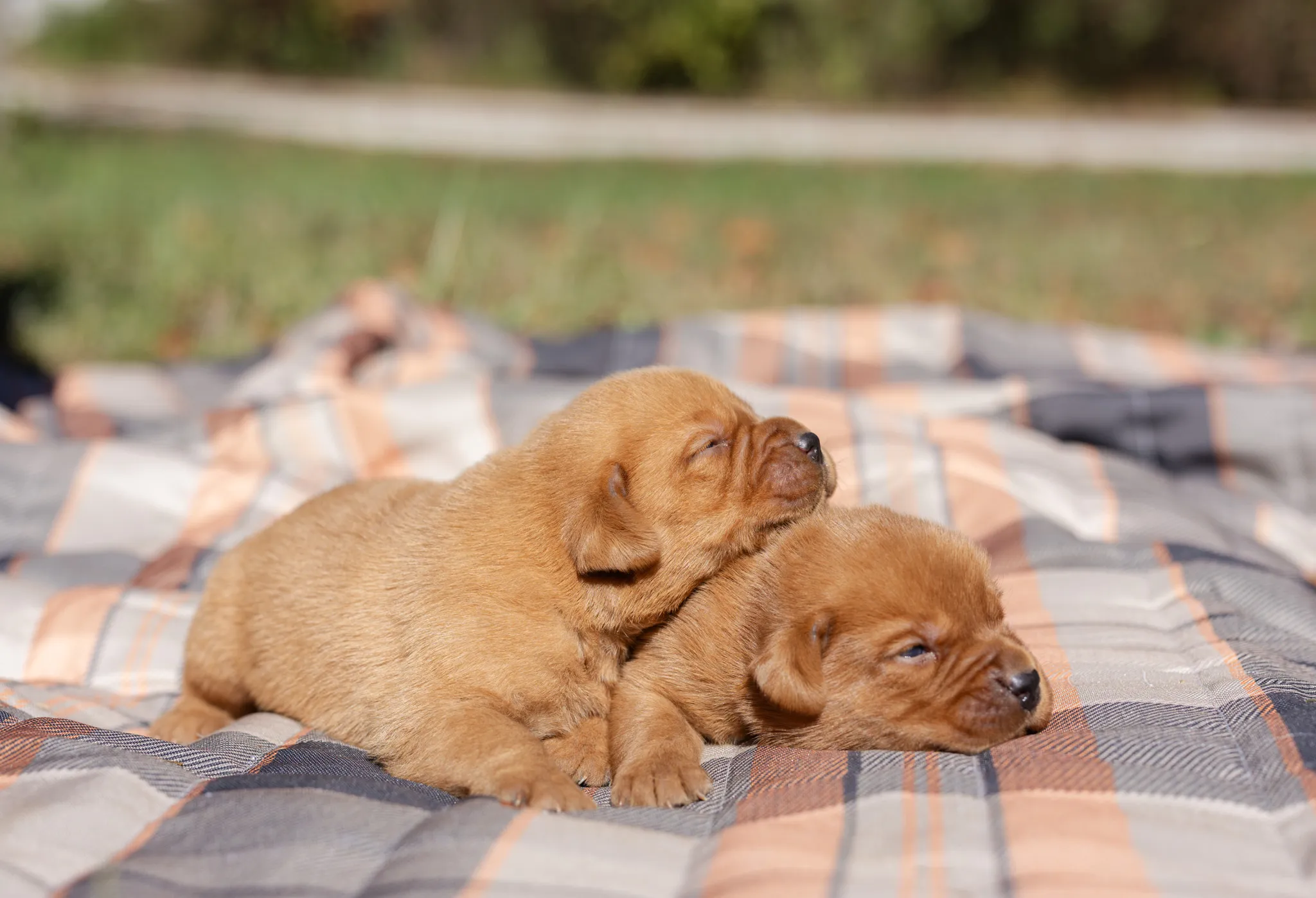 Andala & Ferrari litter — English Labrador puppy photo 3