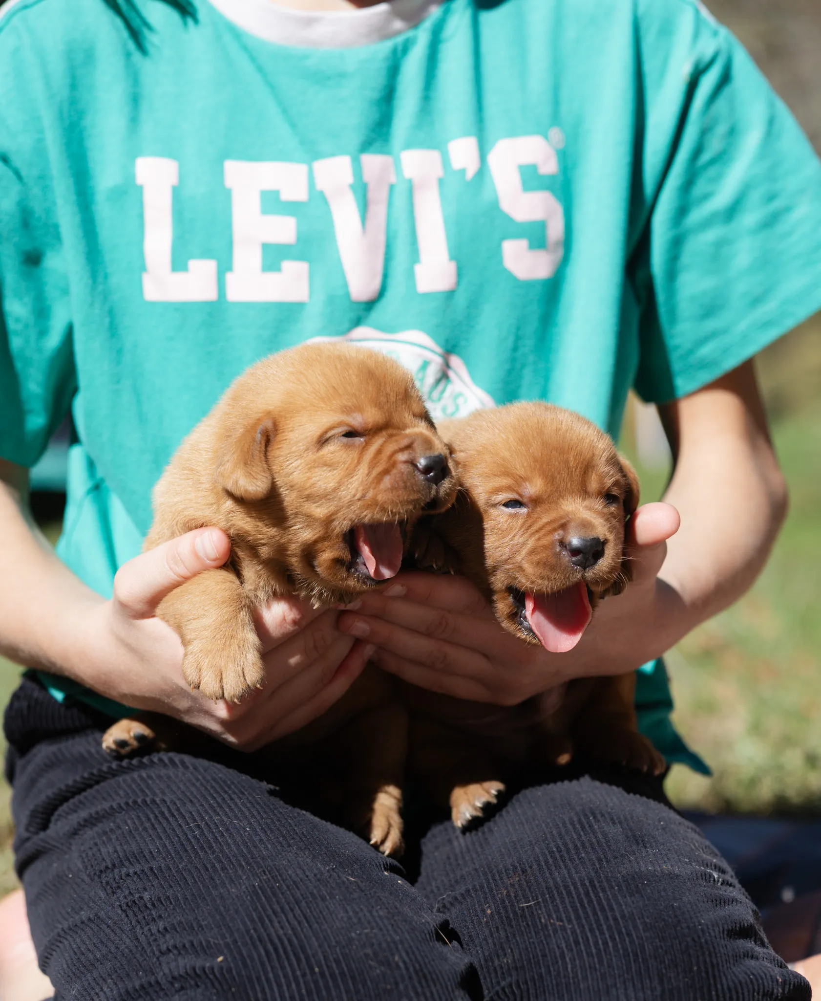 Andala & Ferrari litter — English Labrador puppy photo 4