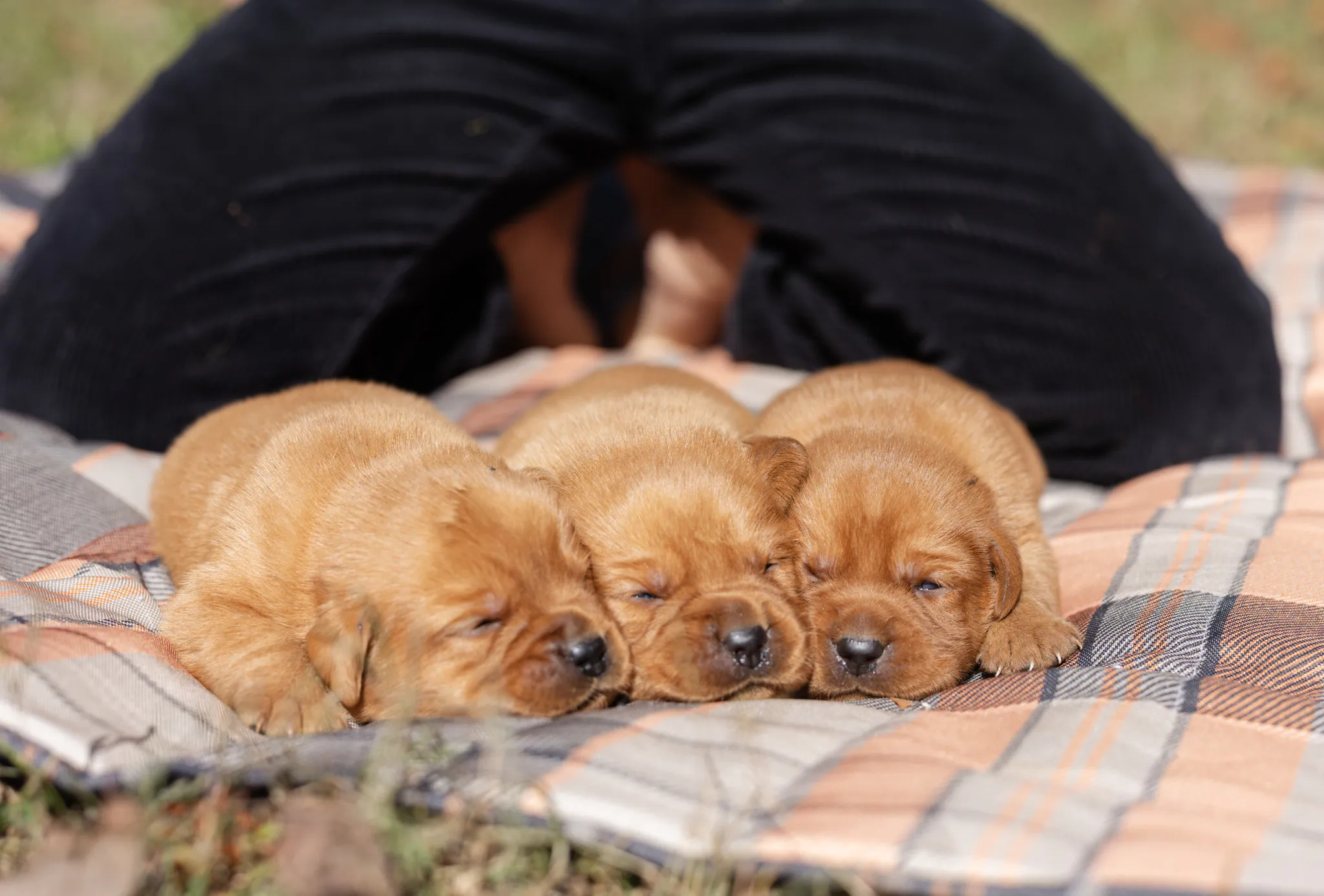 Andala & Ferrari litter — English Labrador puppy photo 5