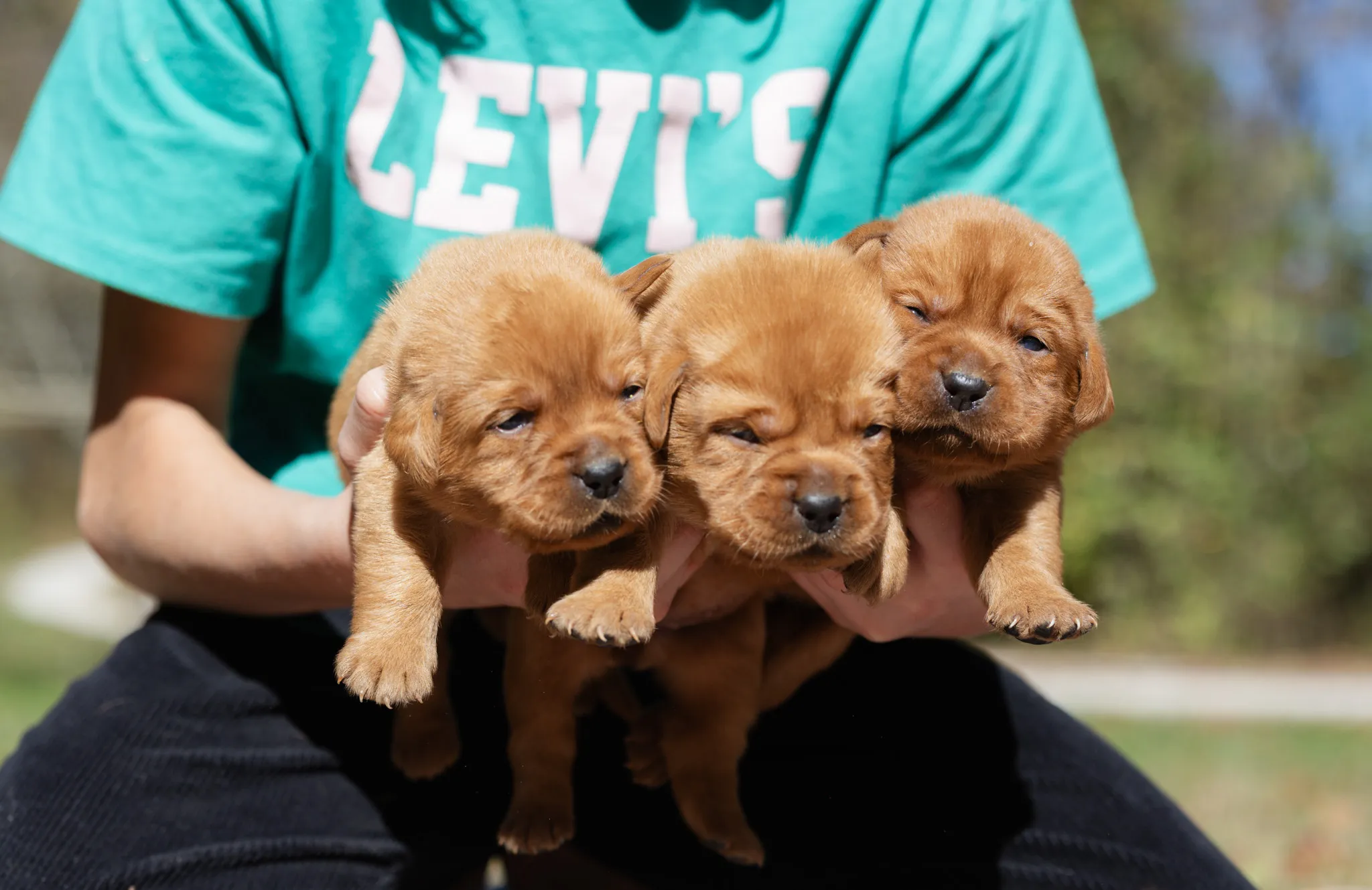 Andala & Ferrari litter — English Labrador puppy photo 6
