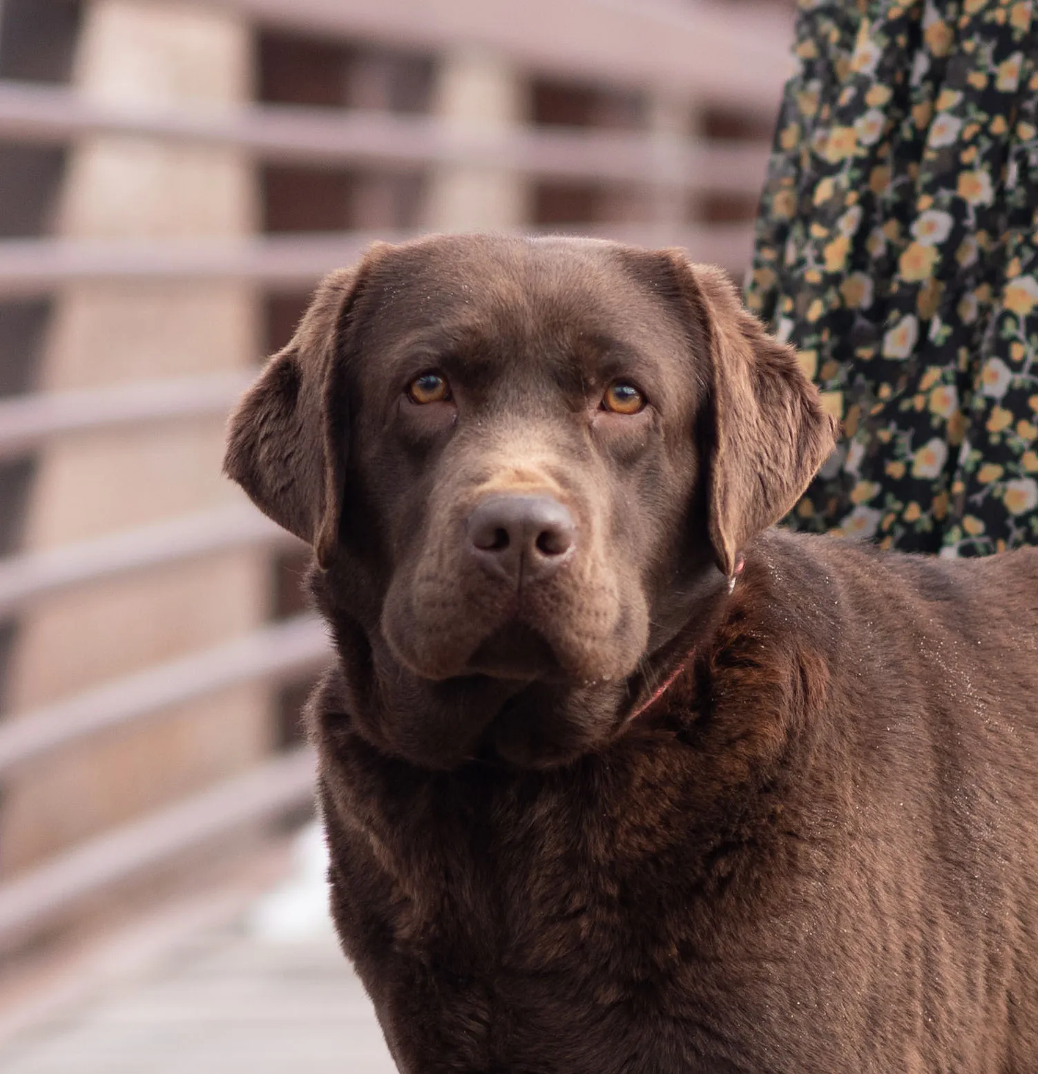 Annie, Chocolate · Import from Kazakhstan