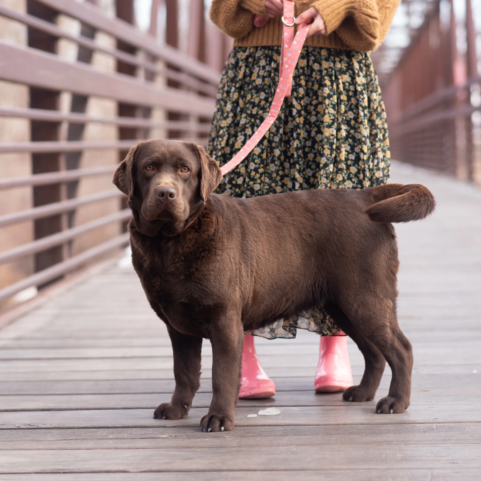 Annie — photo 3