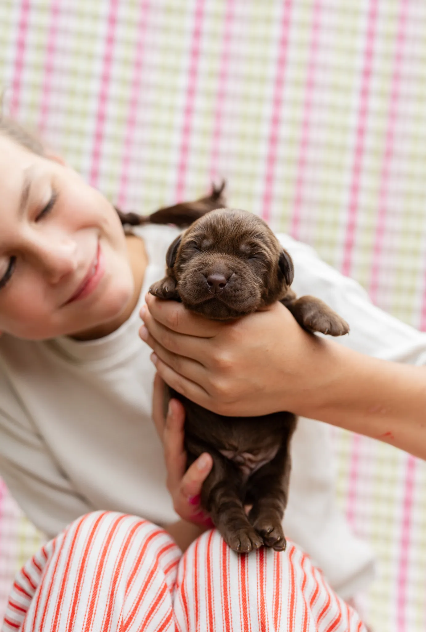 Annie & Grizzly litter — English Labrador puppy photo 1