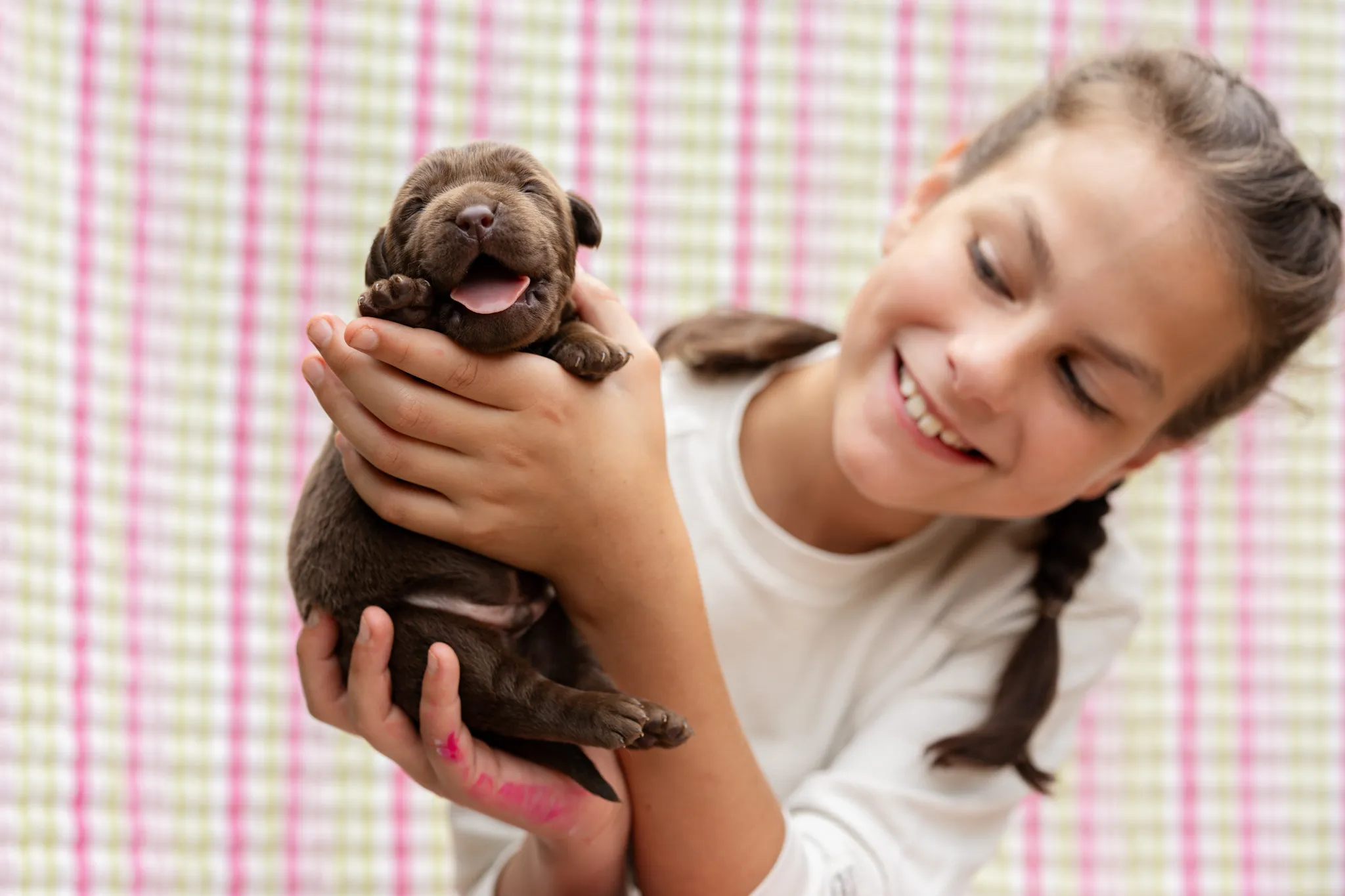 Annie & Grizzly litter — English Labrador puppy photo 3