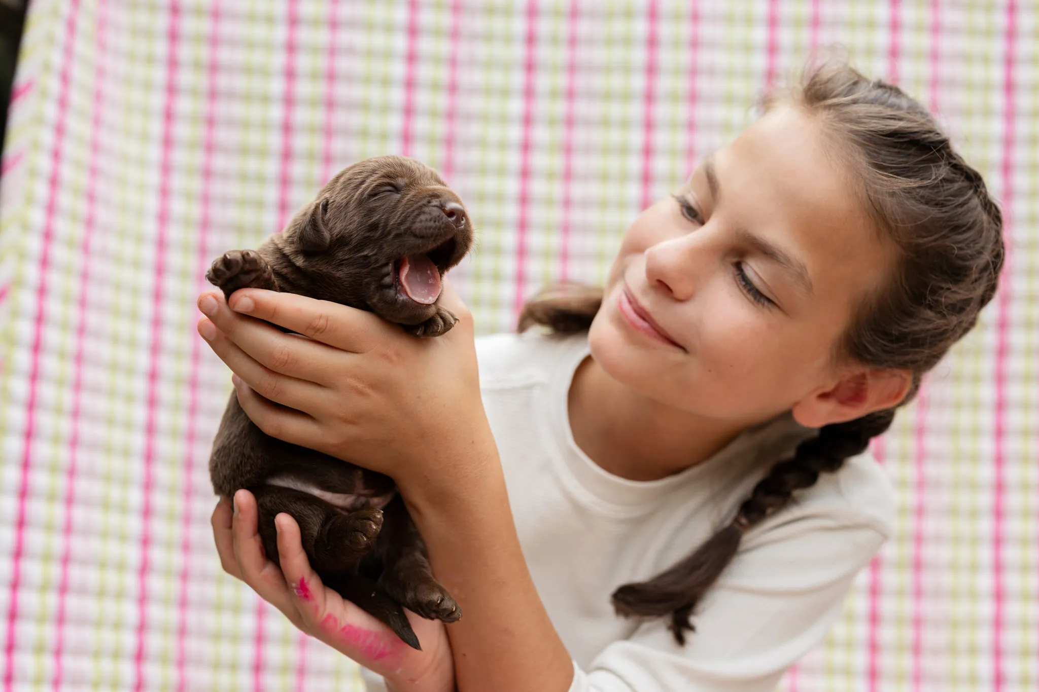 Annie & Grizzly litter — English Labrador puppy photo 4