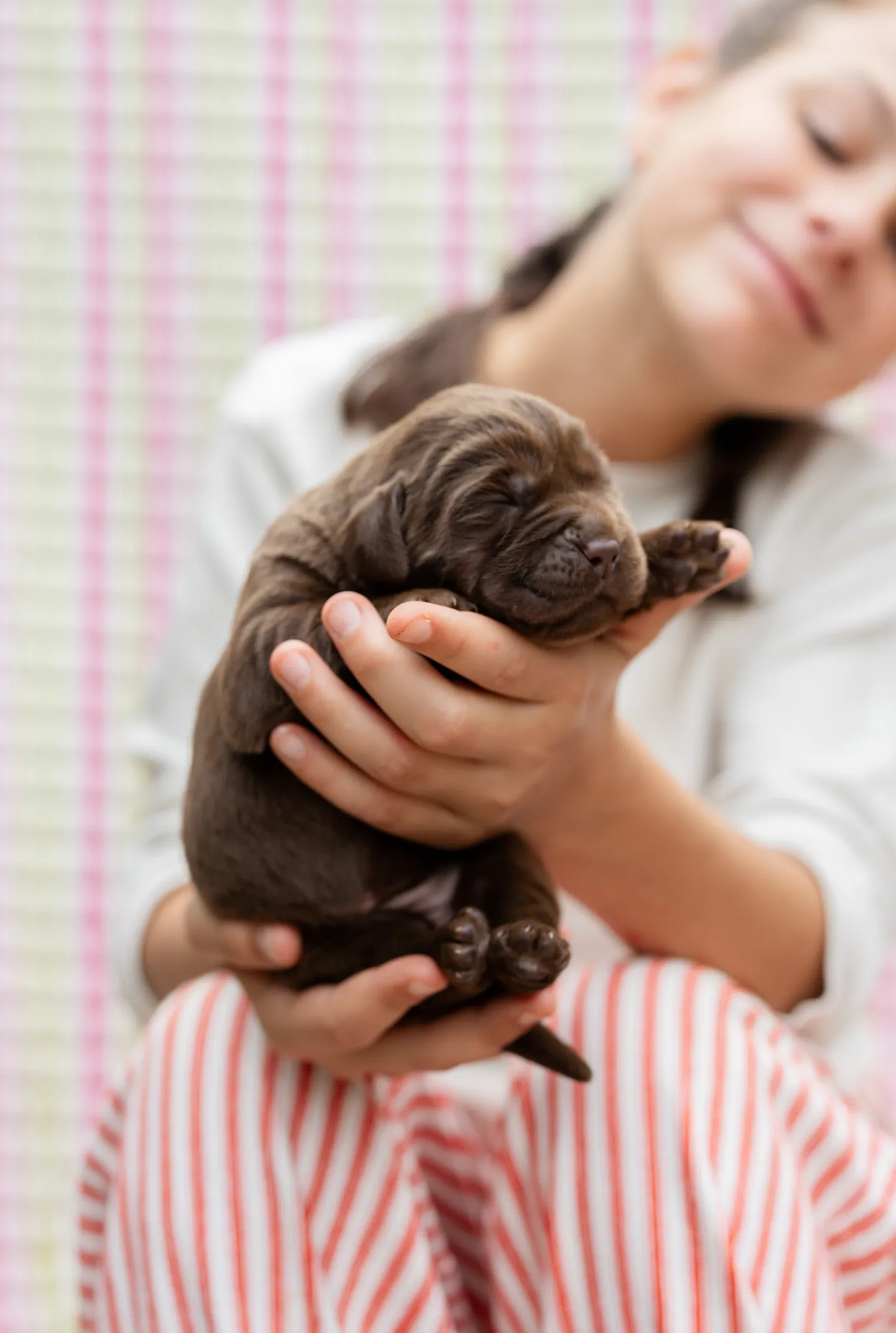 Annie & Grizzly litter — English Labrador puppy photo 5