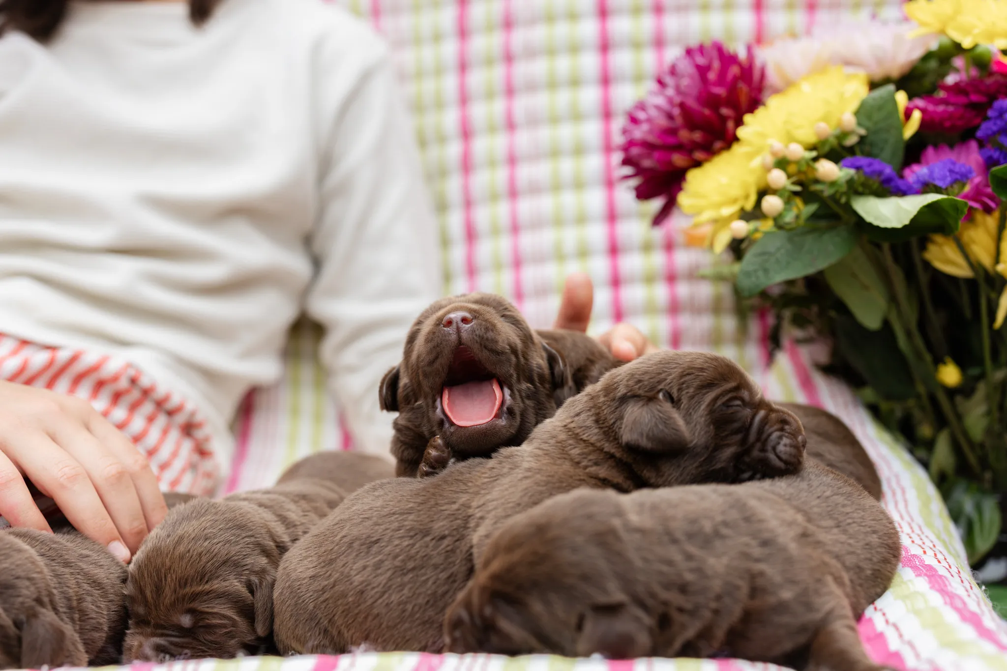 Annie & Grizzly litter — English Labrador puppy photo 6