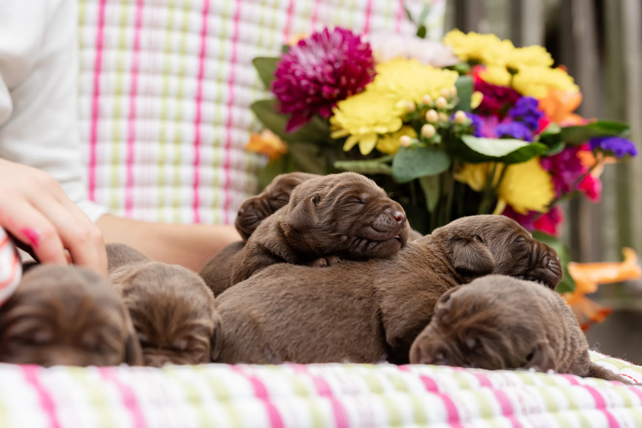 Annie & Grizzly litter — English Labrador puppy photo 7