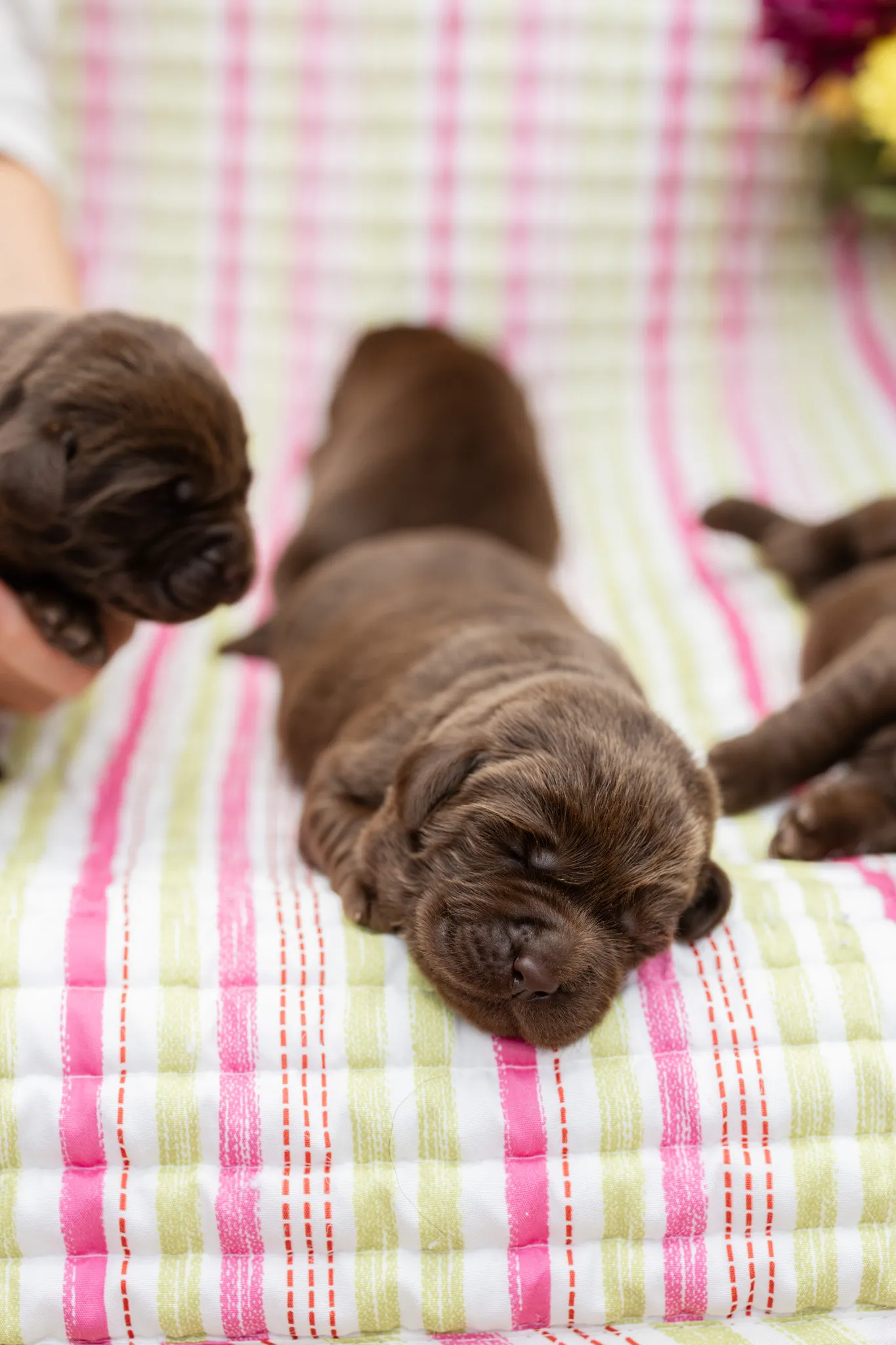 Annie & Grizzly litter — English Labrador puppy photo 8