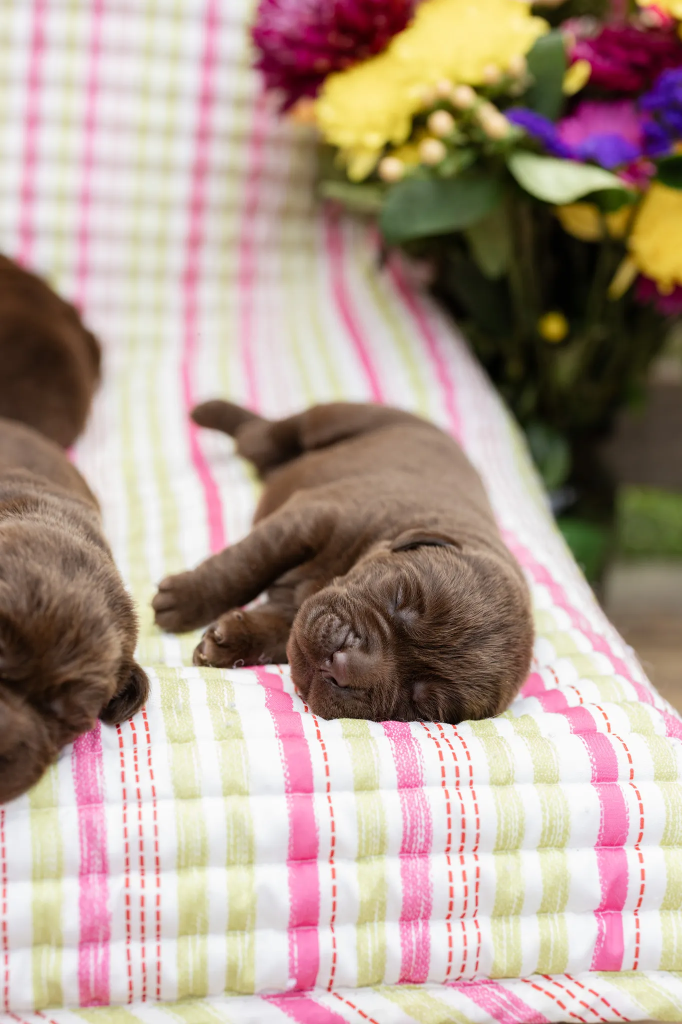 Annie & Grizzly litter — English Labrador puppy photo 9