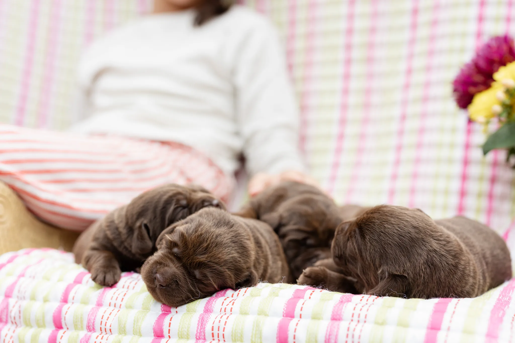 Annie & Grizzly litter — English Labrador puppy photo 10