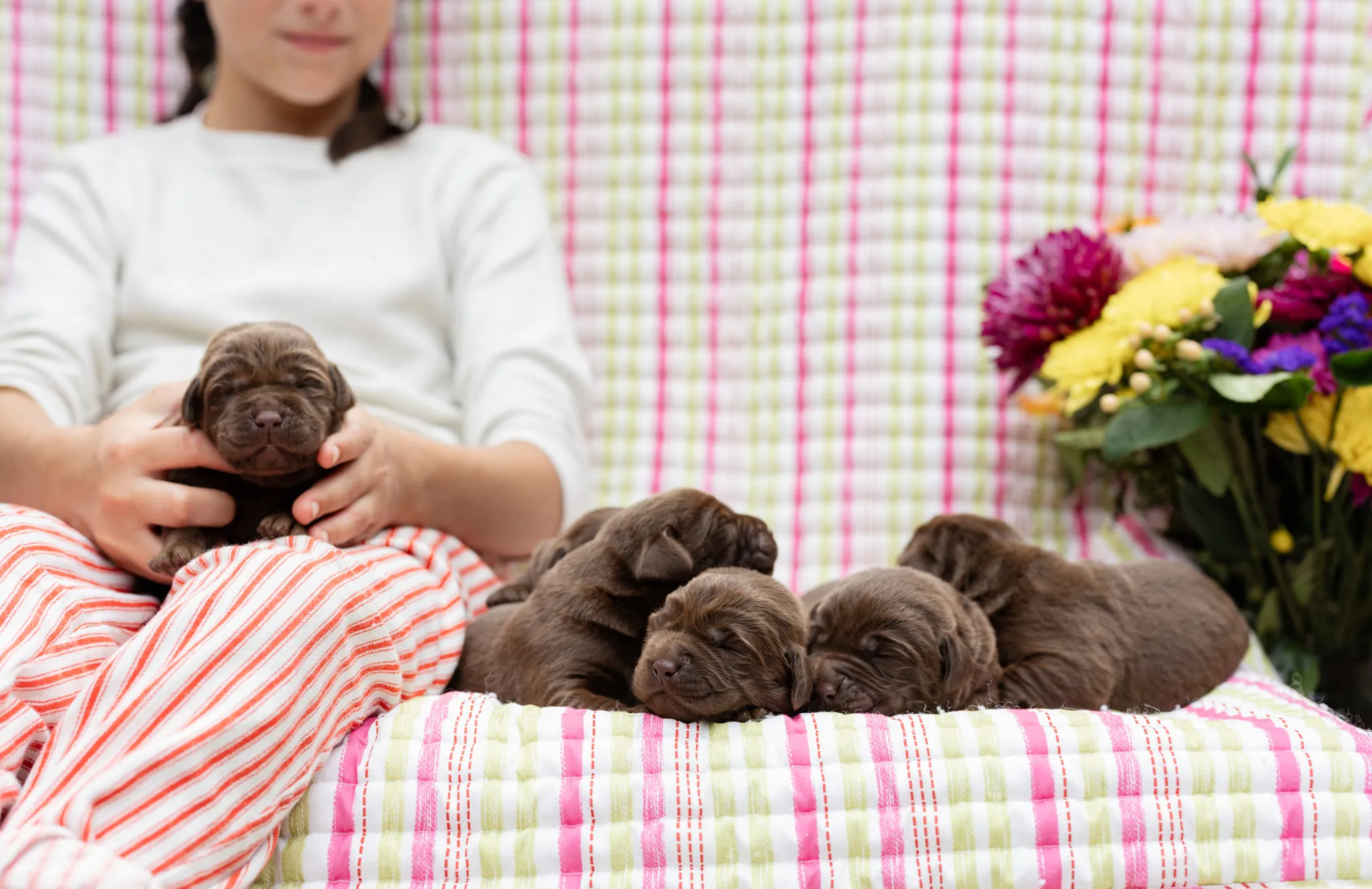 Annie & Grizzly litter — English Labrador puppy photo 11