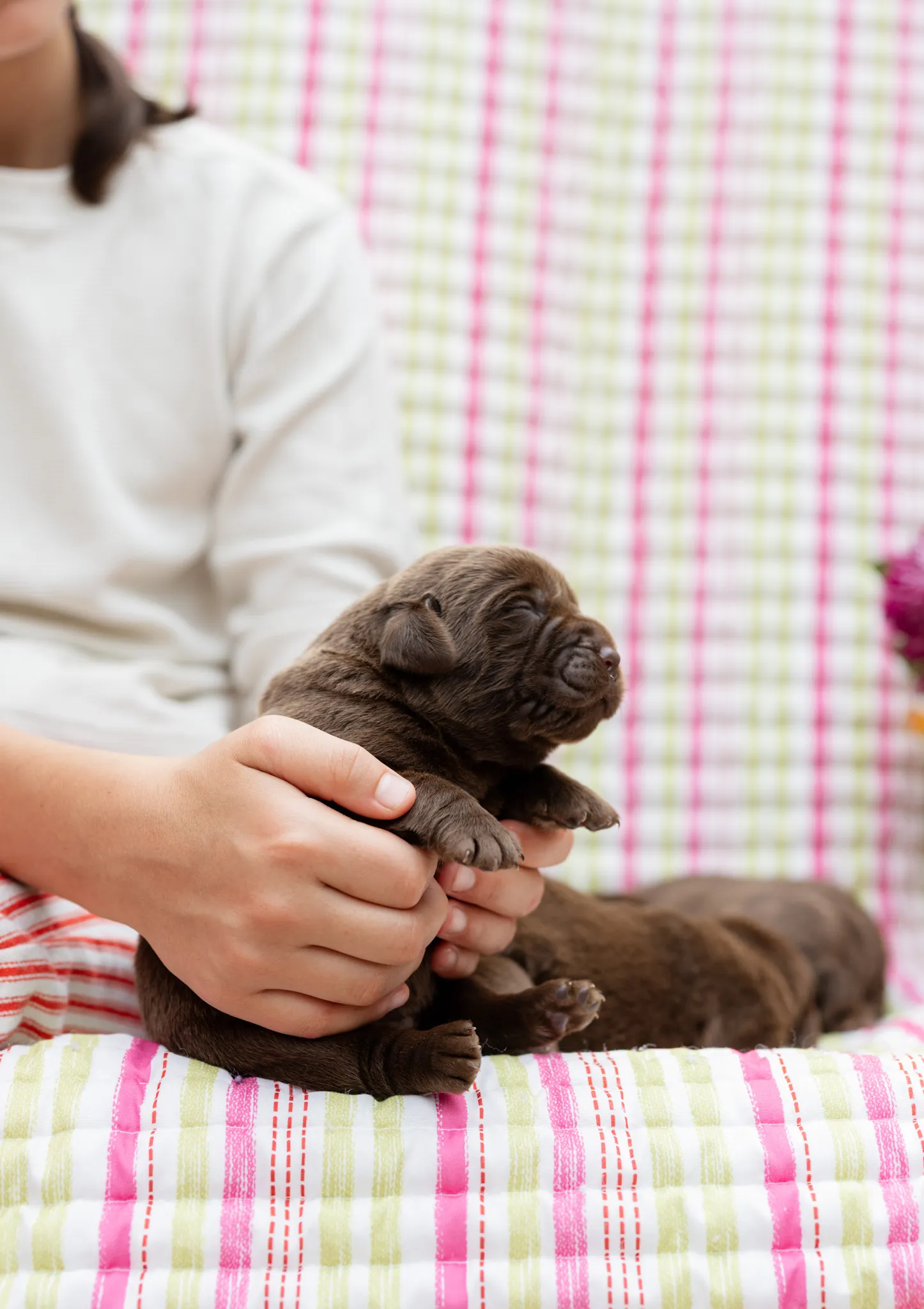 Annie & Grizzly litter — English Labrador puppy photo 12