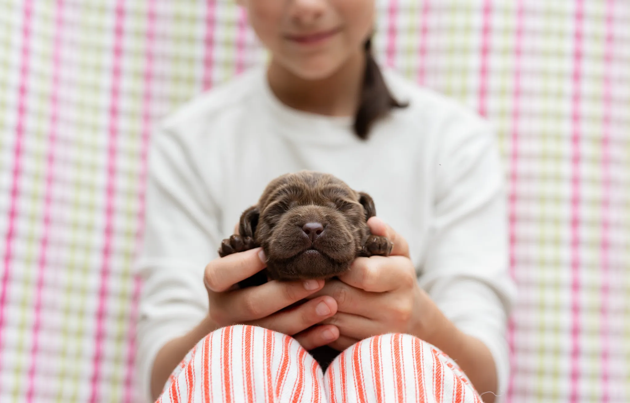 Annie & Grizzly litter — English Labrador puppy photo 13