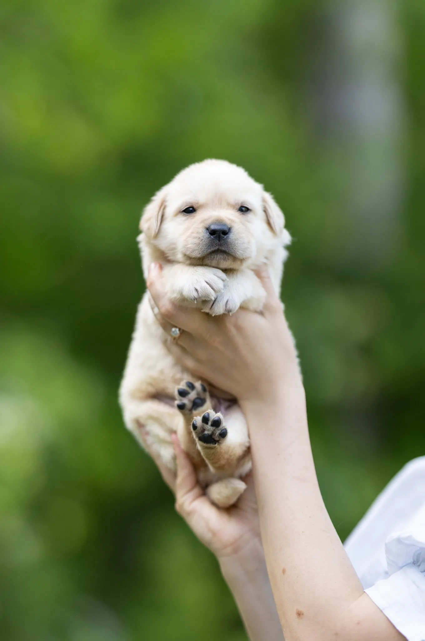 Dior & Rain litter — English Labrador puppy photo 4