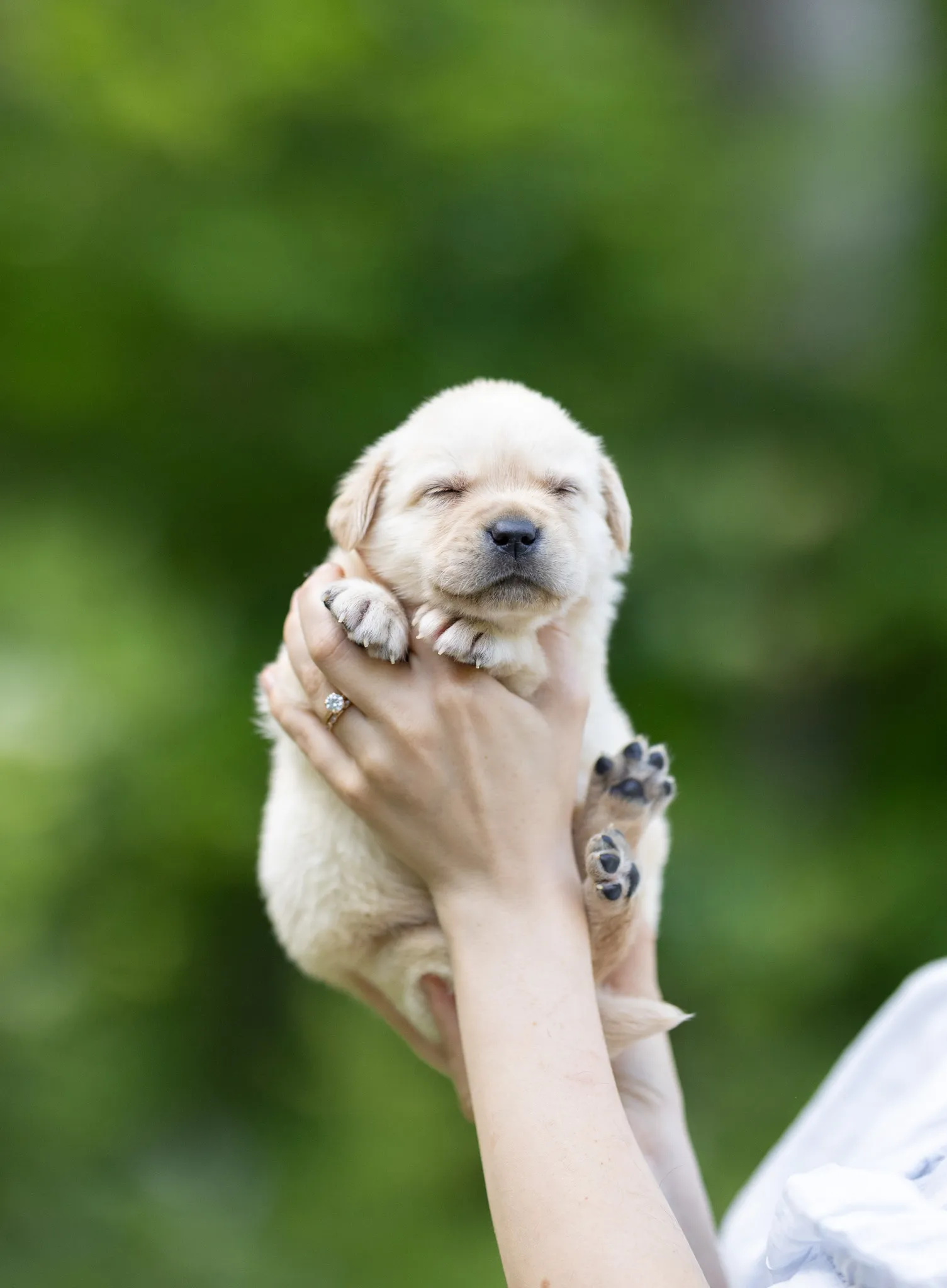 Dior & Rain litter — English Labrador puppy photo 5
