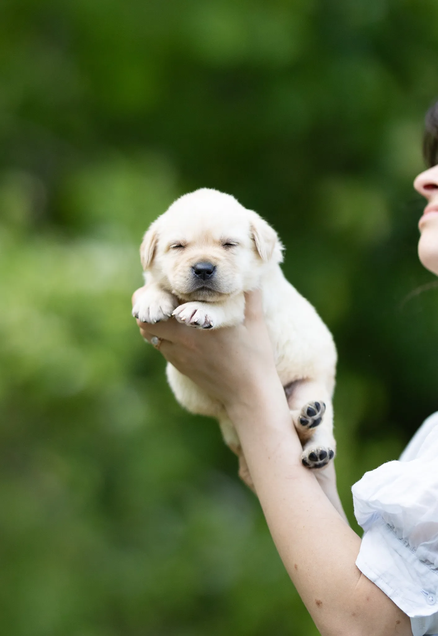 Dior & Rain litter — English Labrador puppy photo 6