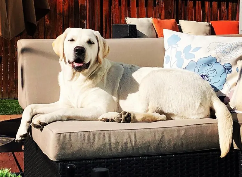 Bentley, an English Labrador from The Happiest Labrador