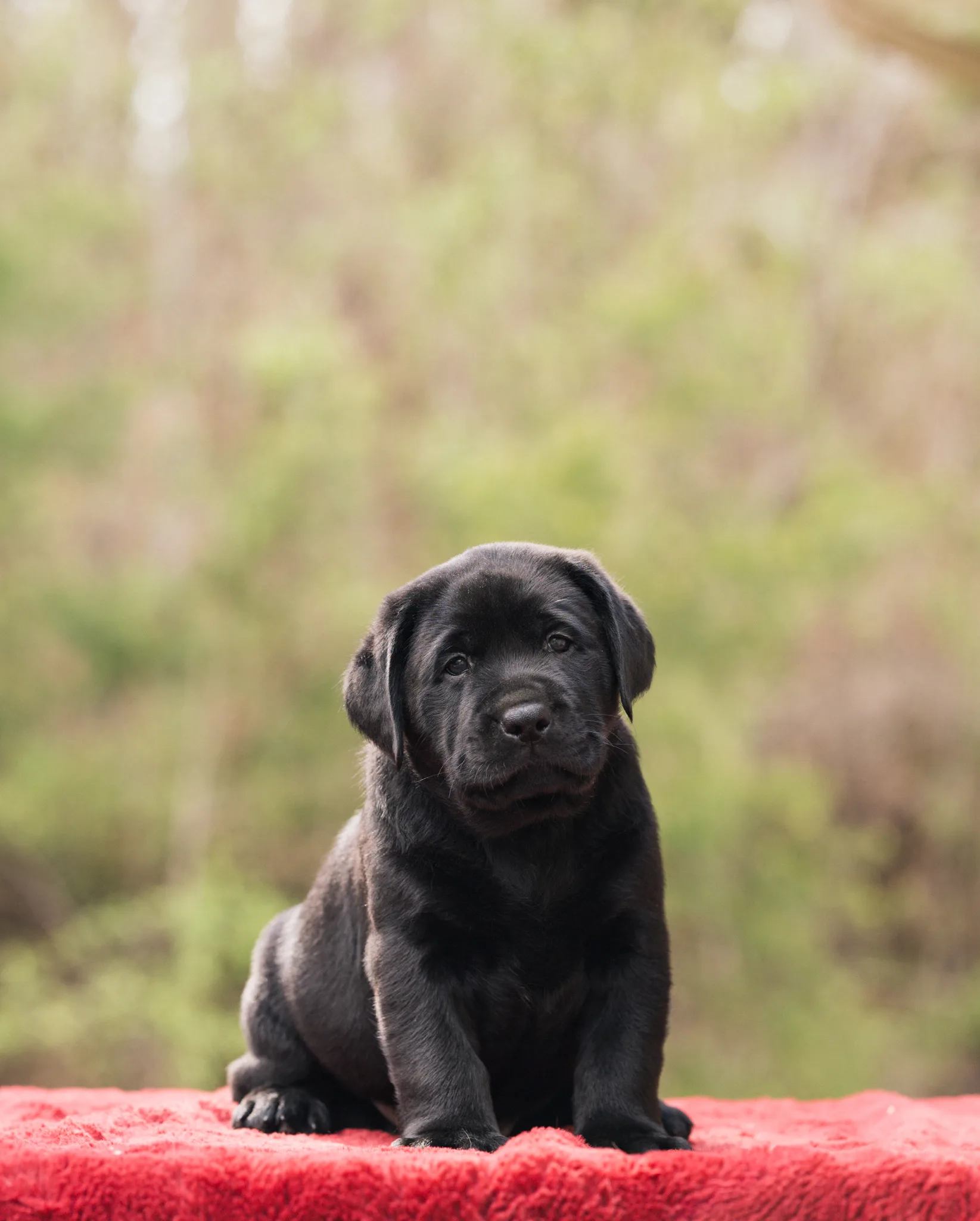 A black English Labrador puppy sitting on a red blanket