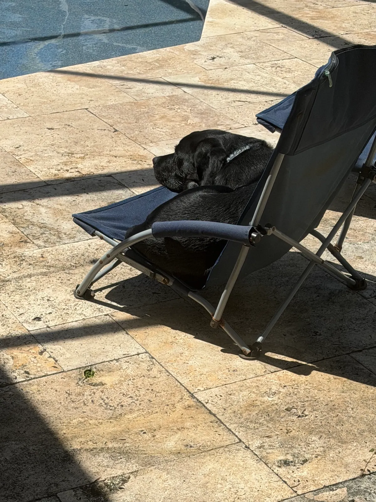 Their Boy, a Happiest Labrador at home with their family