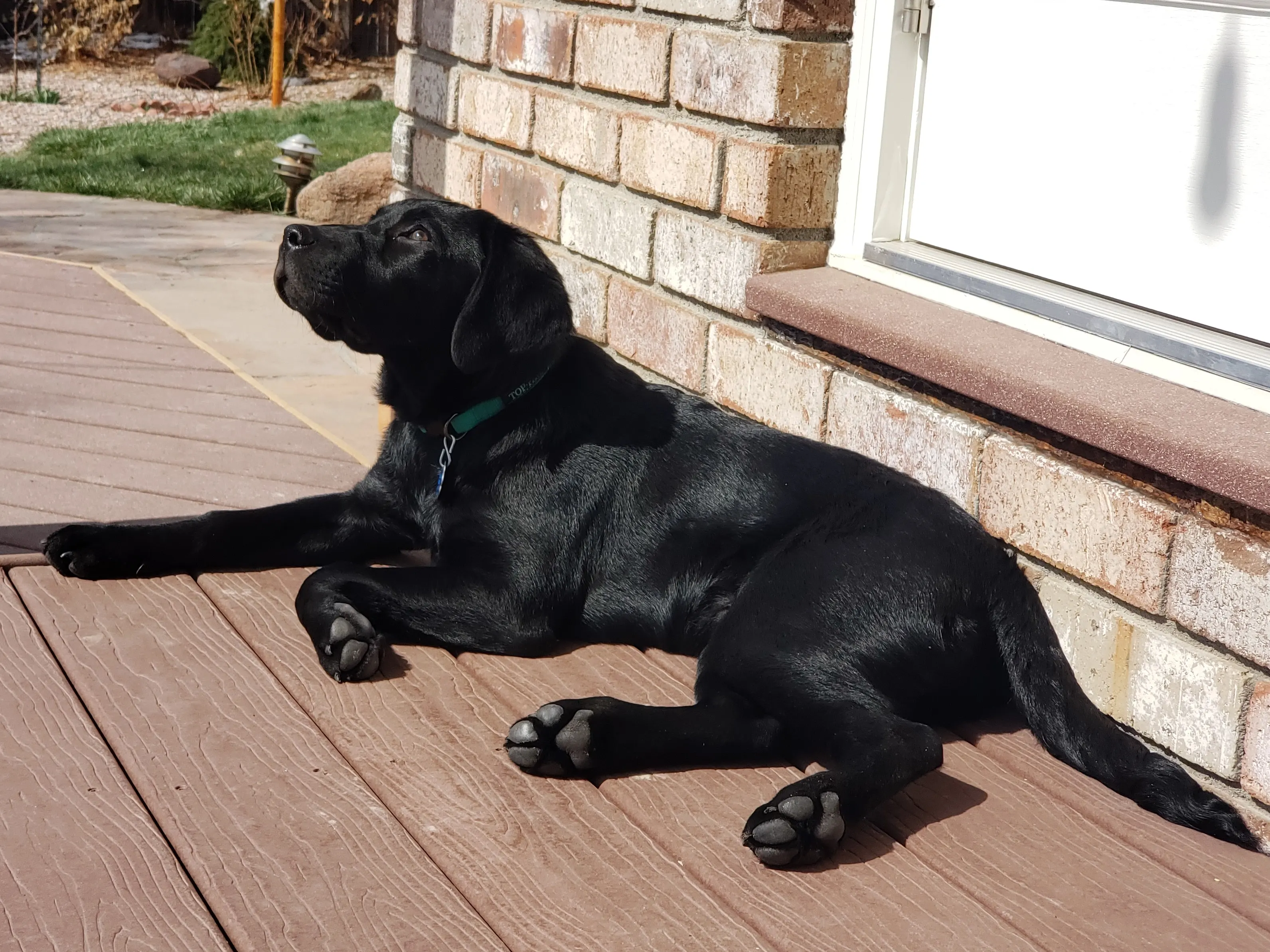 Blaze, an English Labrador from The Happiest Labrador