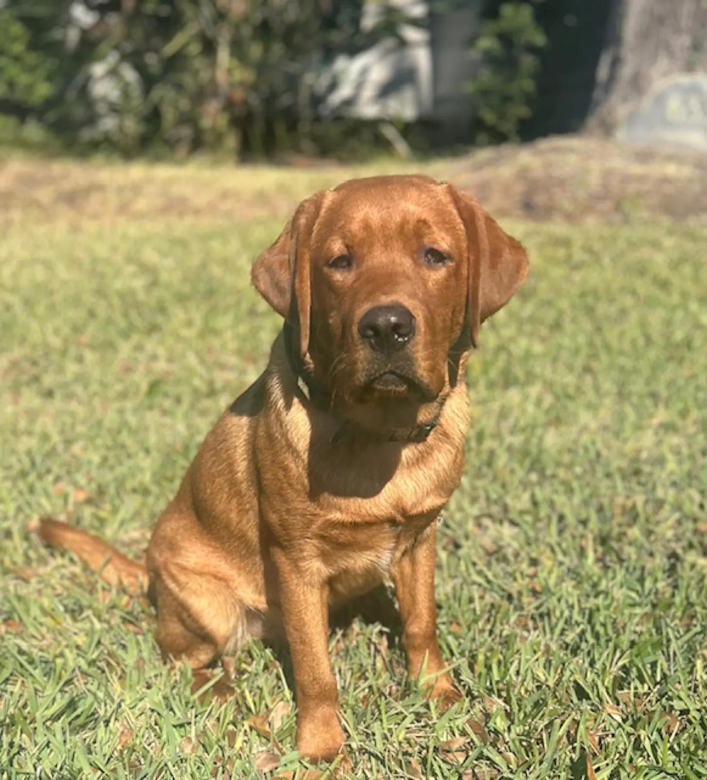 Bruce, a Happiest Labrador at home with their family
