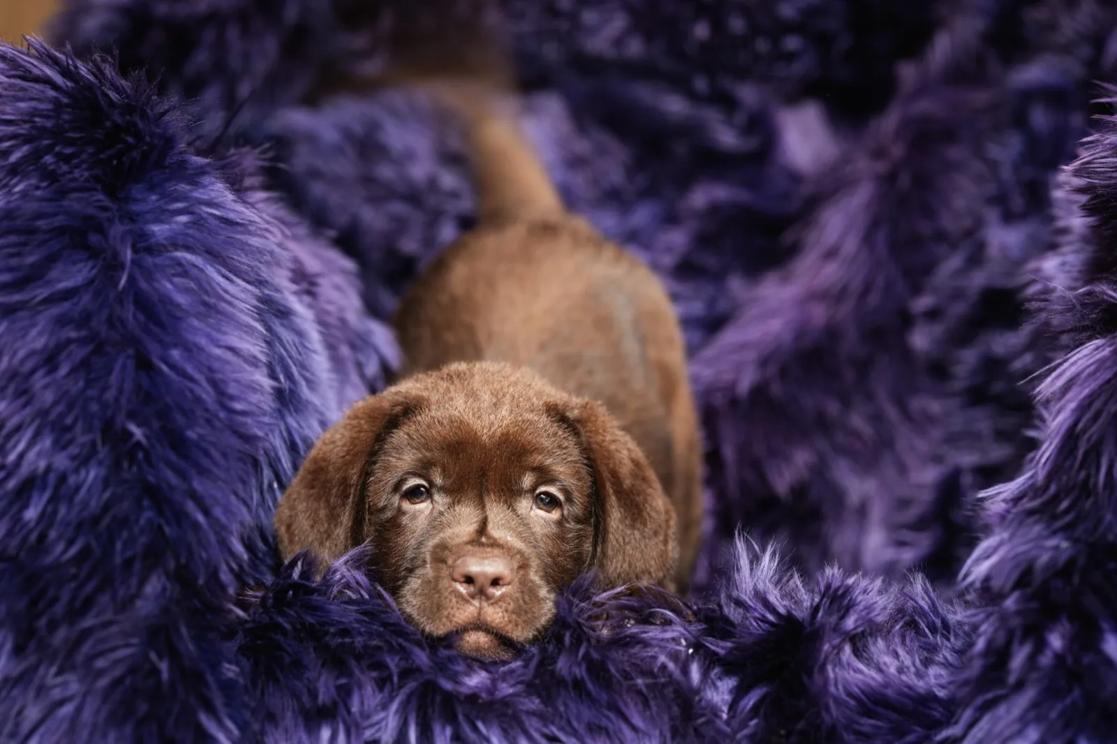 A chocolate English Labrador puppy nestled in a purple blanket