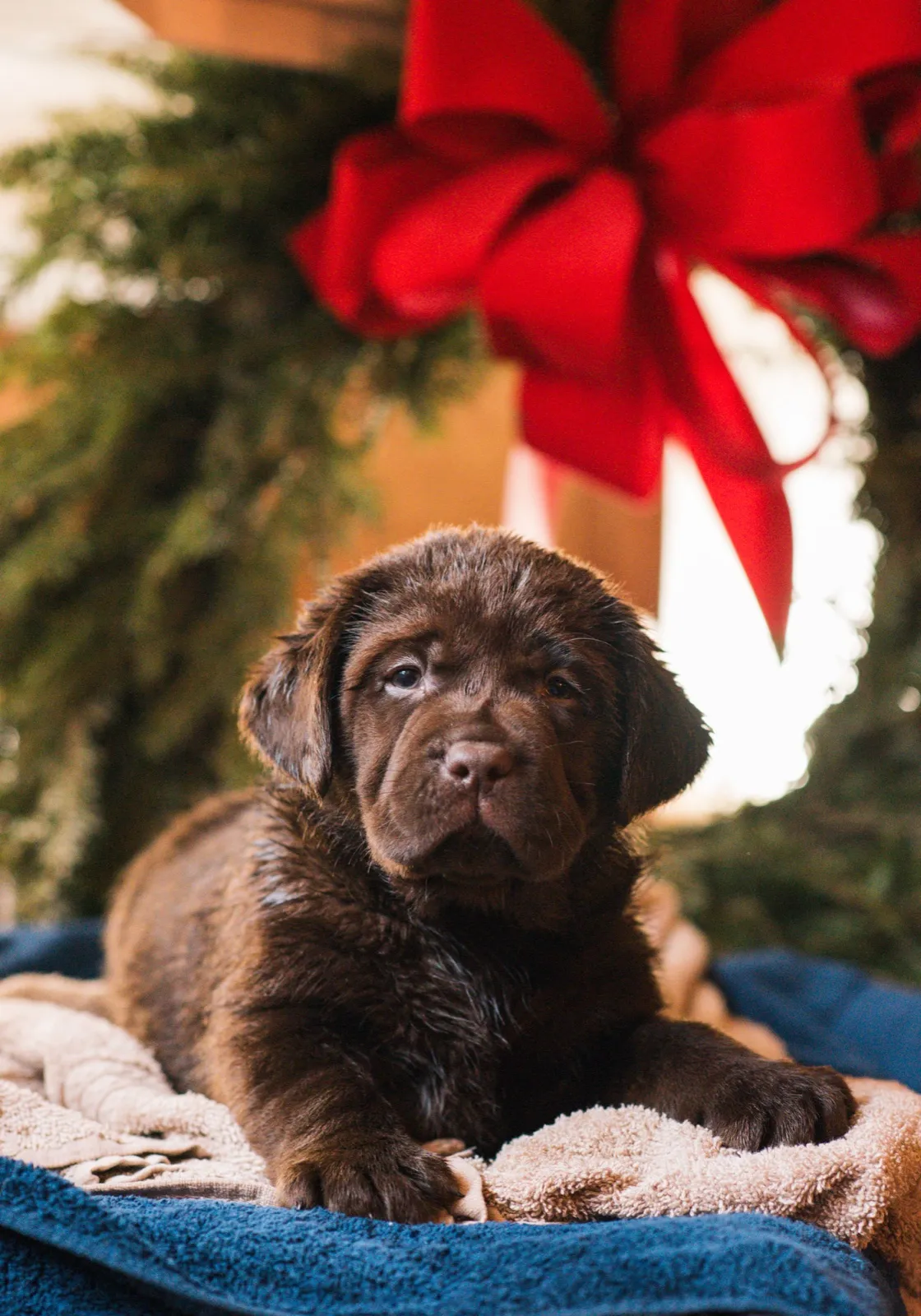 A chocolate English Labrador puppy beside a Christmas wreath