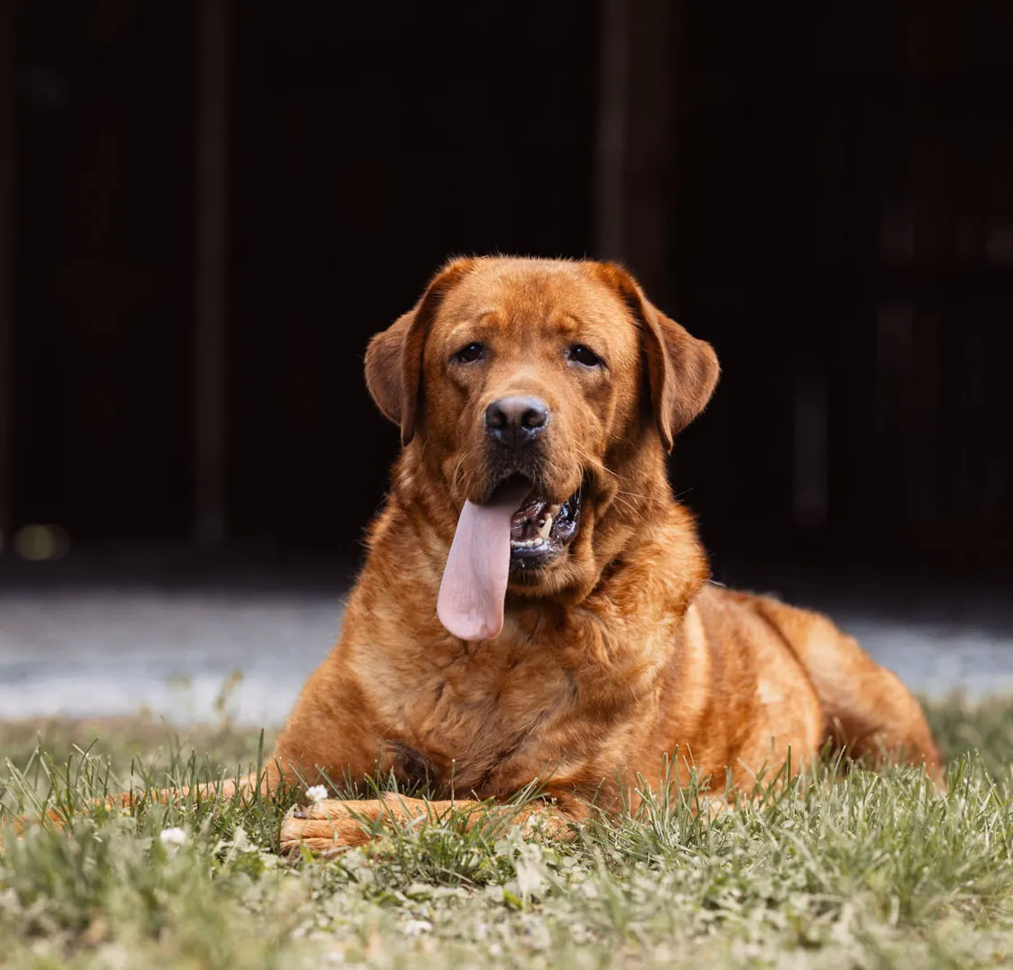 Cutie, Fox Red · Thunderovslabs, Ukraine