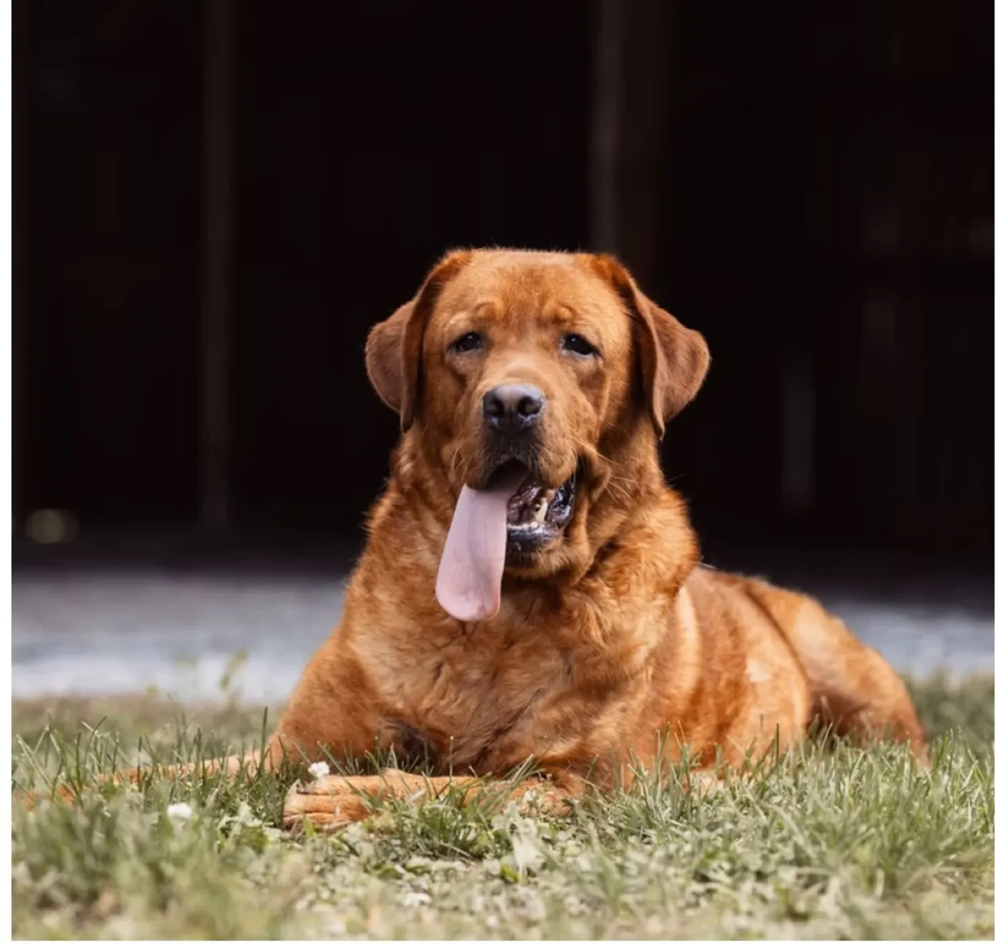 Cutie, a fox red English Labrador lying in the grass