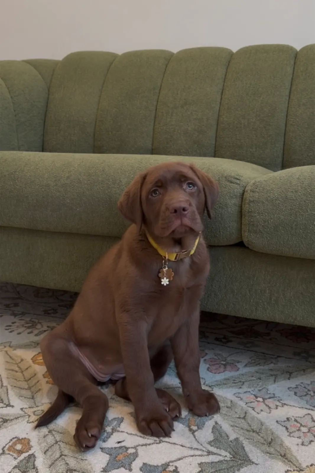 Daisy, a Happiest Labrador at home with their family