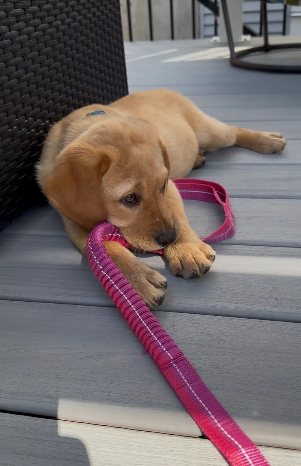 Daisy, a Happiest Labrador at home with their family