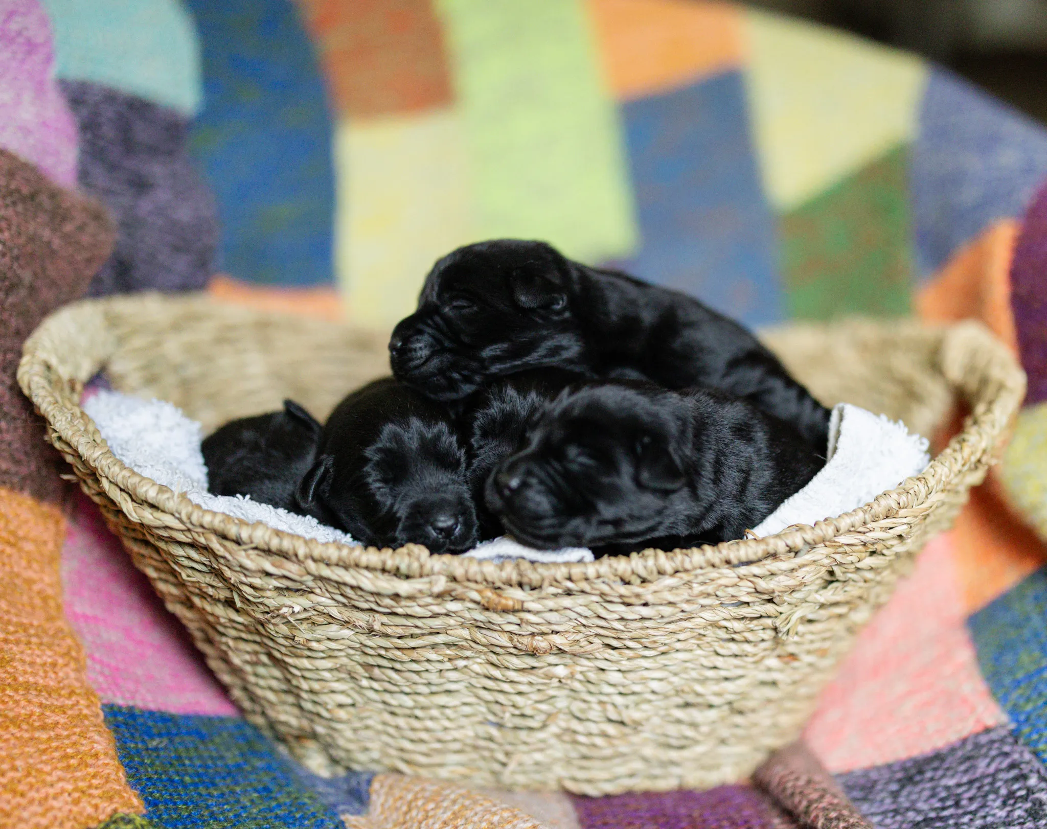 Deedee & Kovu litter — English Labrador puppy photo 1