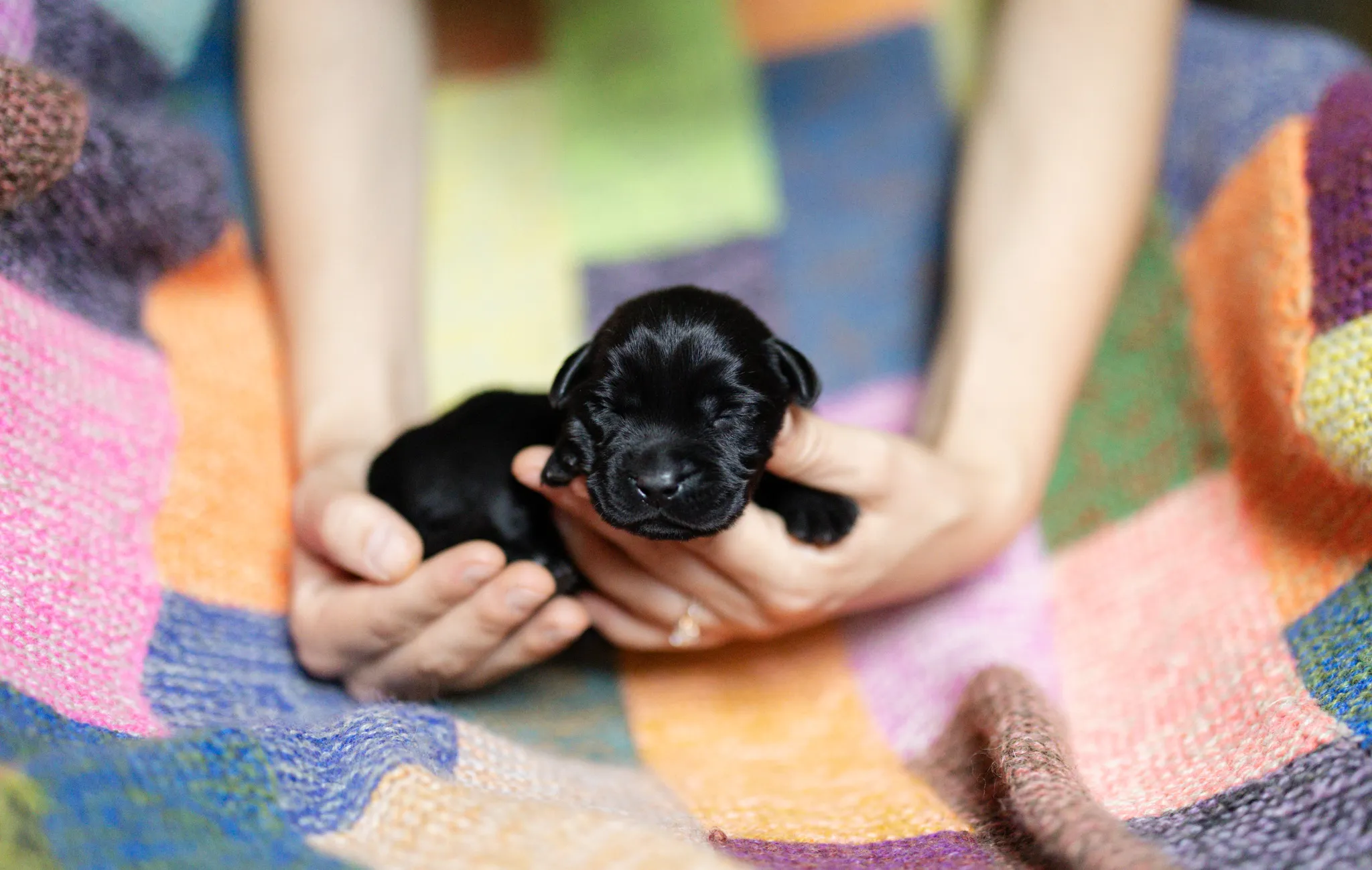 Deedee & Kovu litter — English Labrador puppy photo 2
