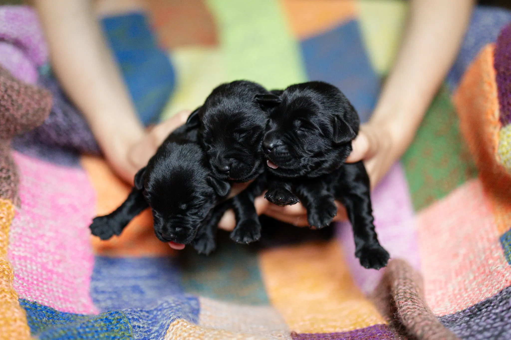 Deedee & Kovu litter — English Labrador puppy photo 3