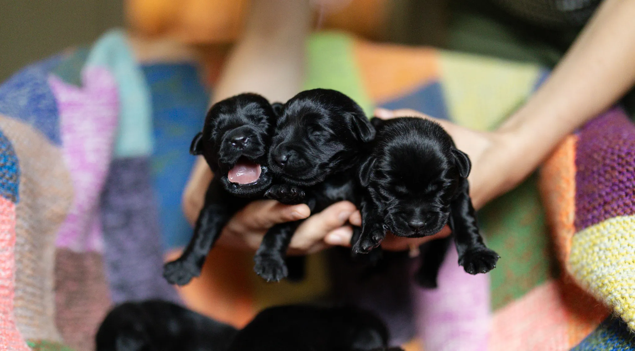 Deedee & Kovu litter — English Labrador puppy photo 4
