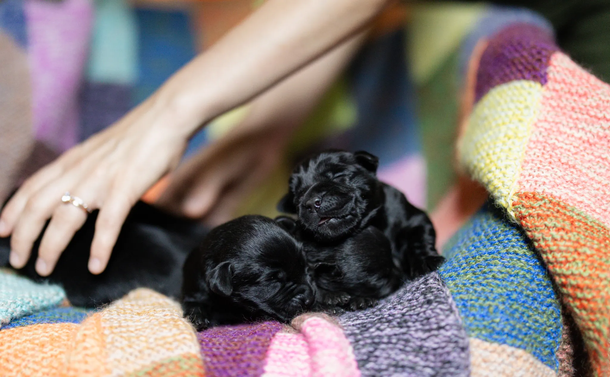 Deedee & Kovu litter — English Labrador puppy photo 5