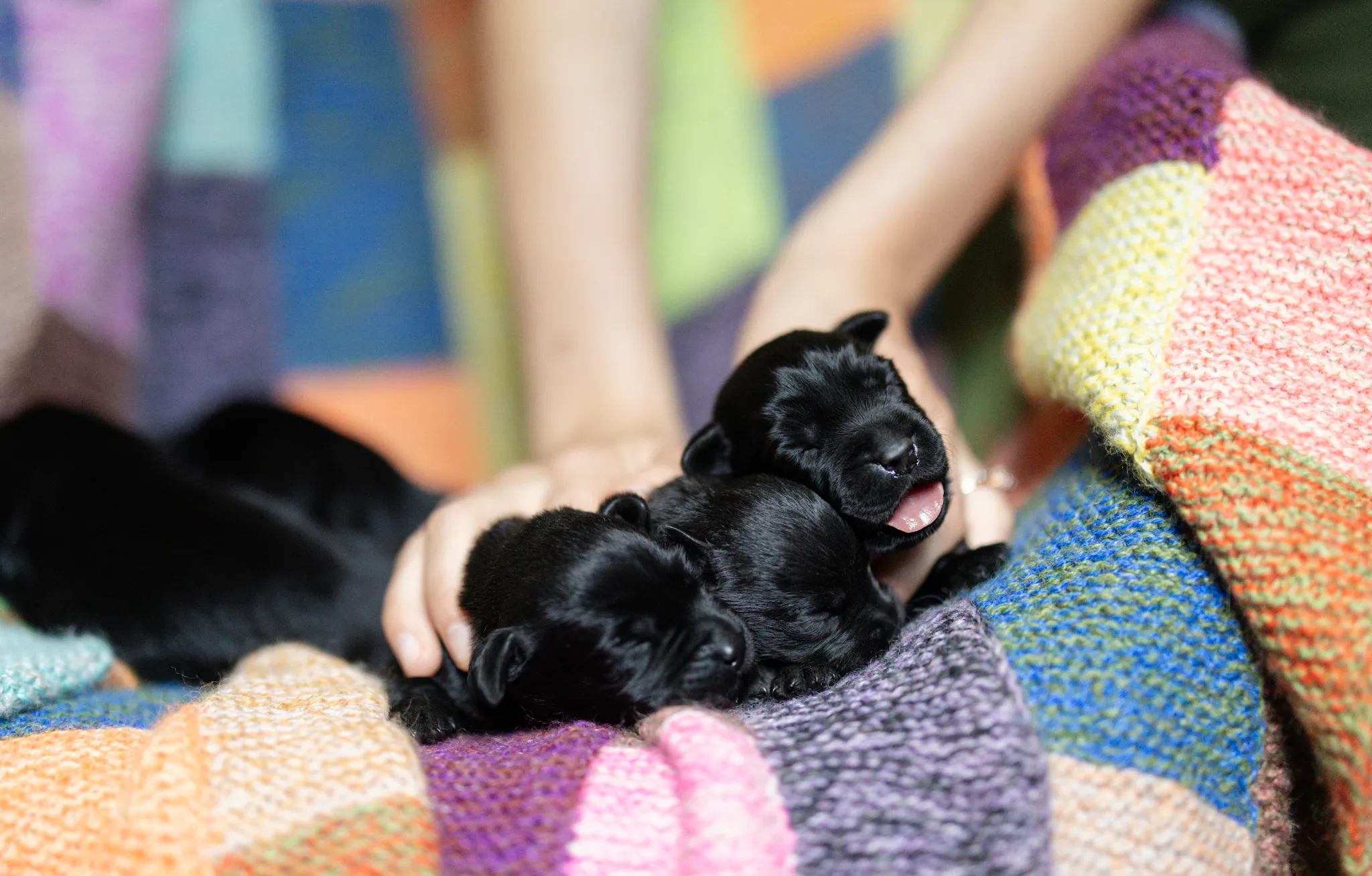 Deedee & Kovu litter — English Labrador puppy photo 6