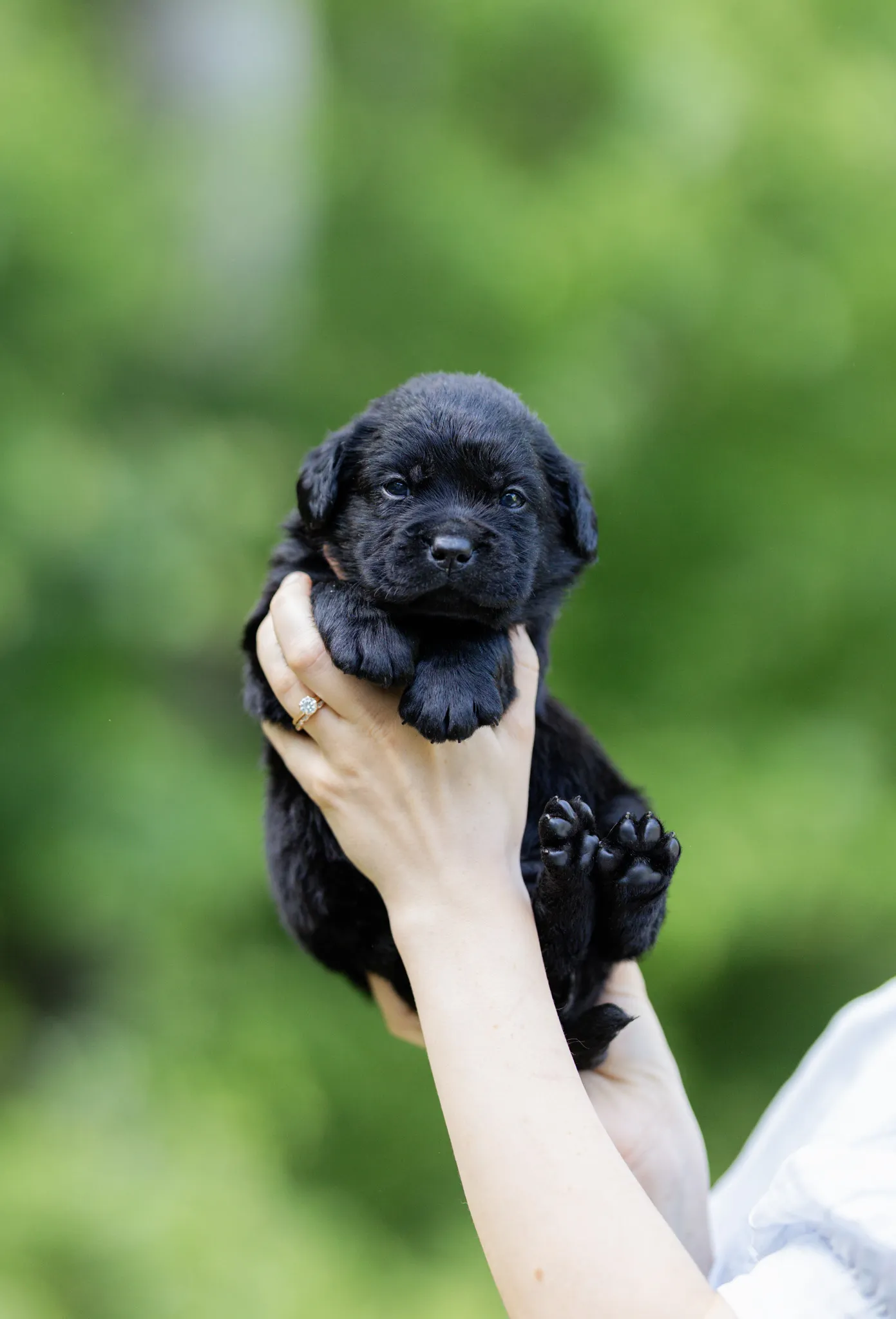 Dior & Rain litter — English Labrador puppy photo 7