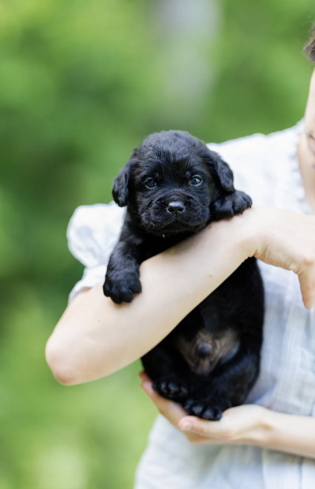Dior & Rain litter — English Labrador puppy photo 8
