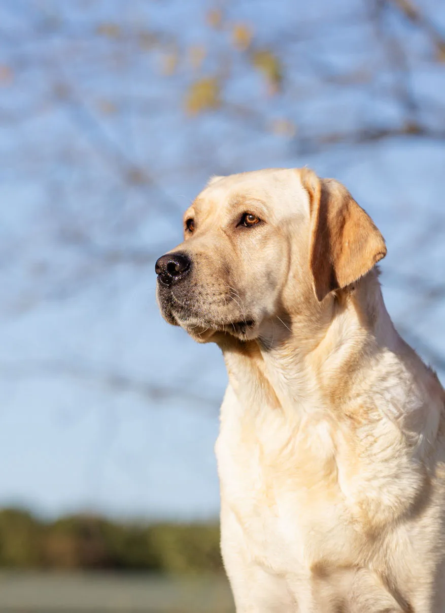 A yellow English Labrador mama